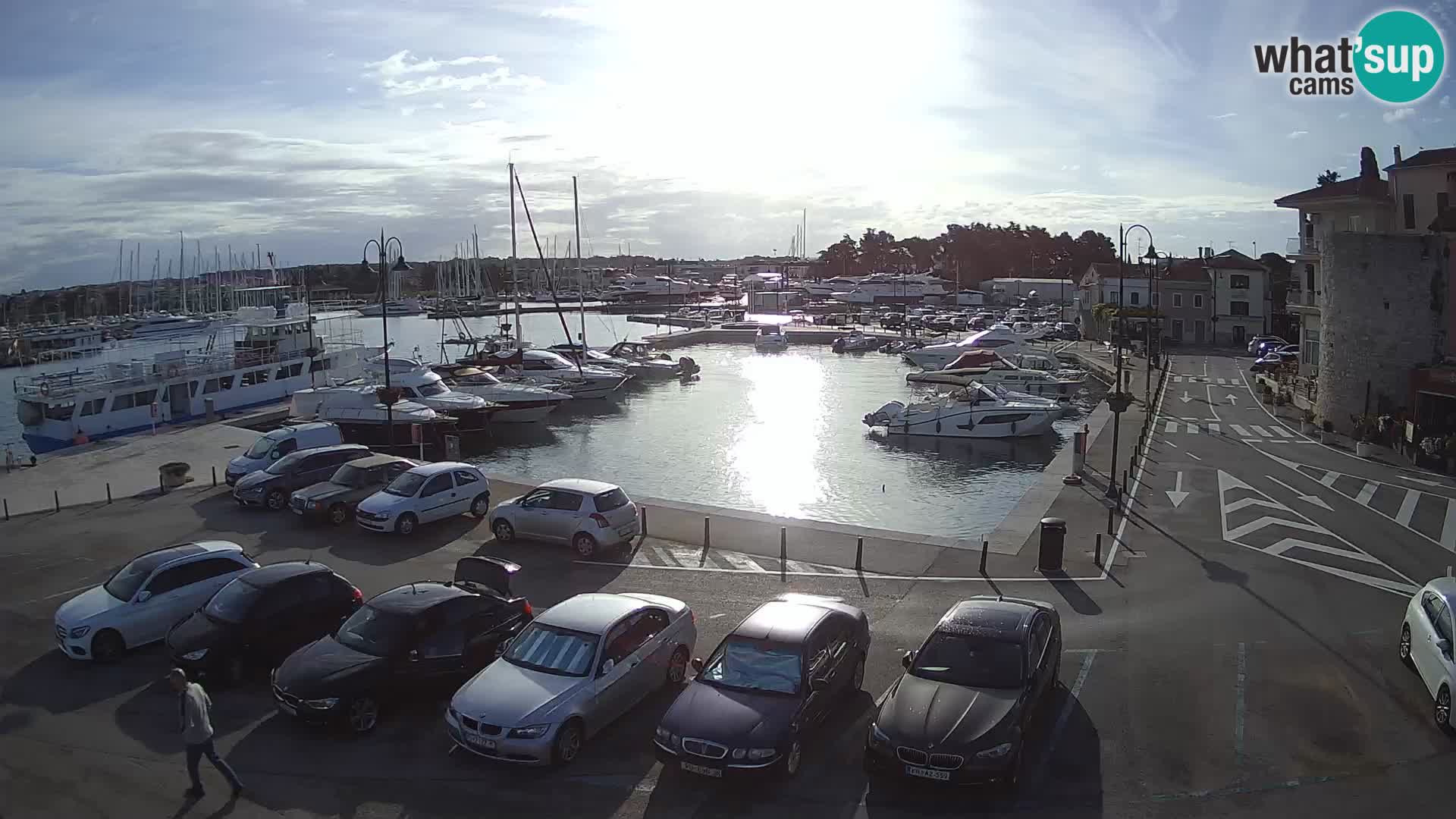 Novigrad | Porporela marina