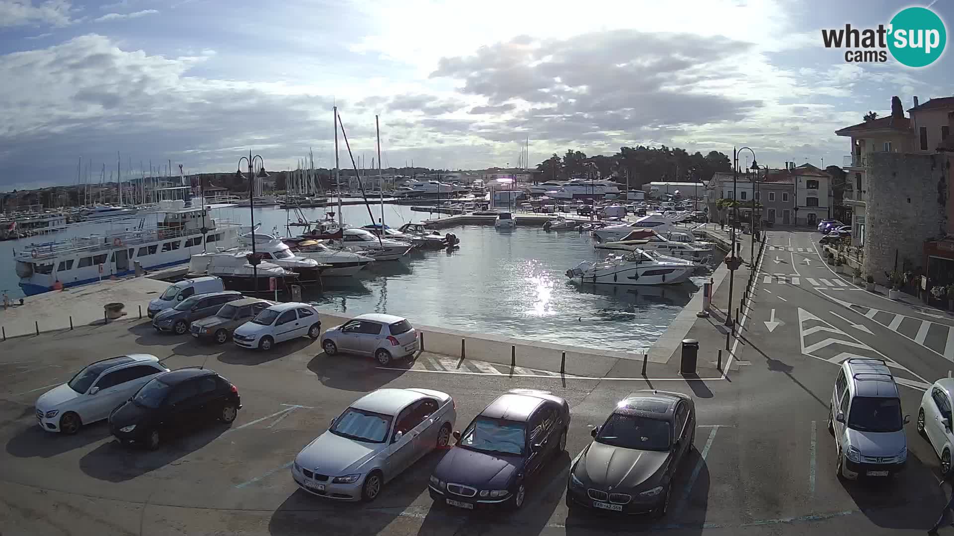 Novigrad | Porporela marina