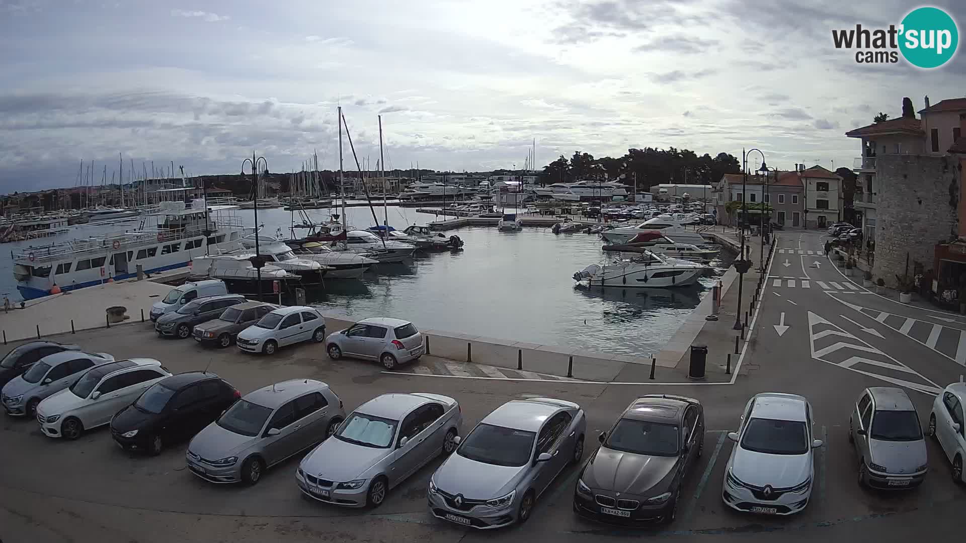 Novigrad | Porporela marina