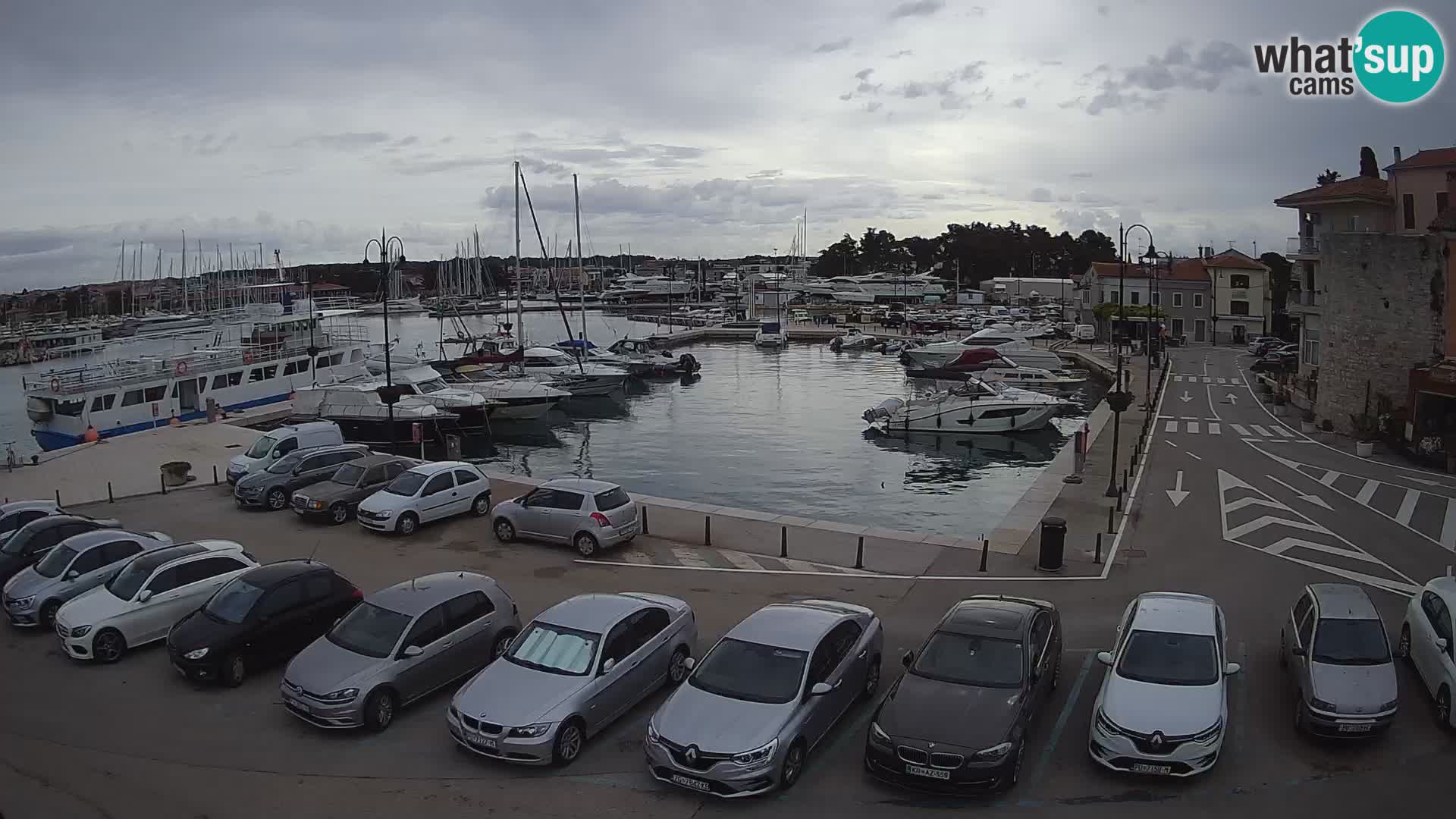 Novigrad | Porporela marina