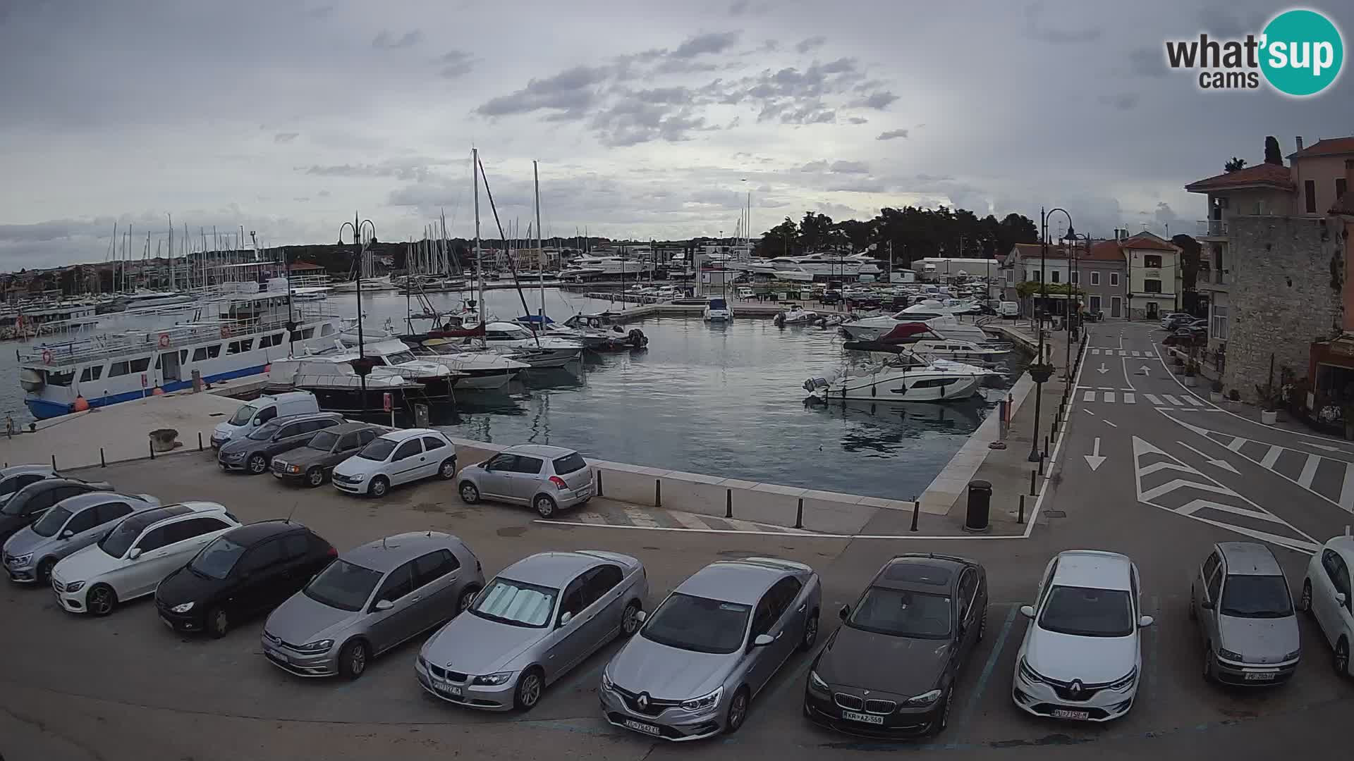 Novigrad | Porporela marina