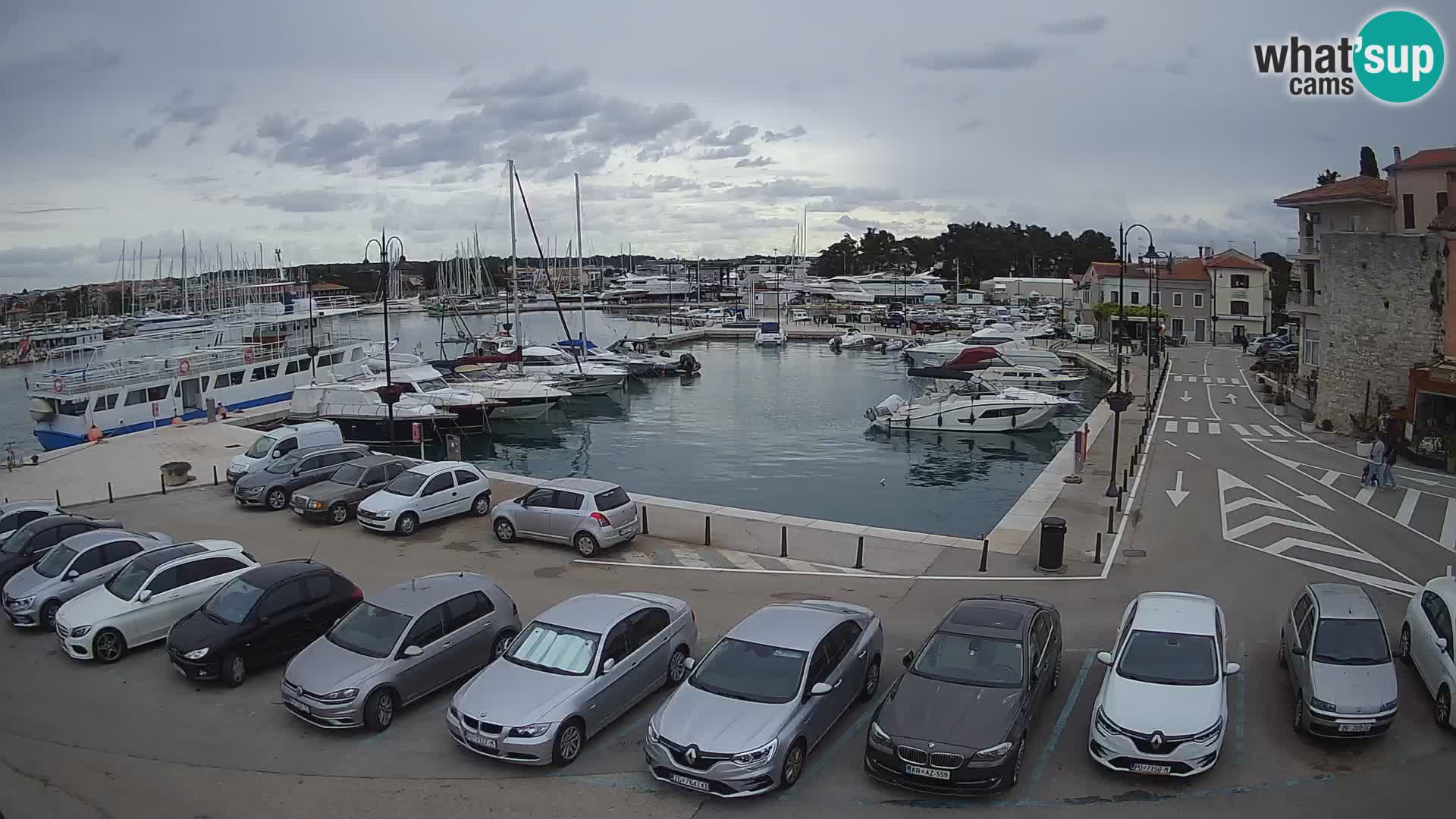 Novigrad | Porporela marina