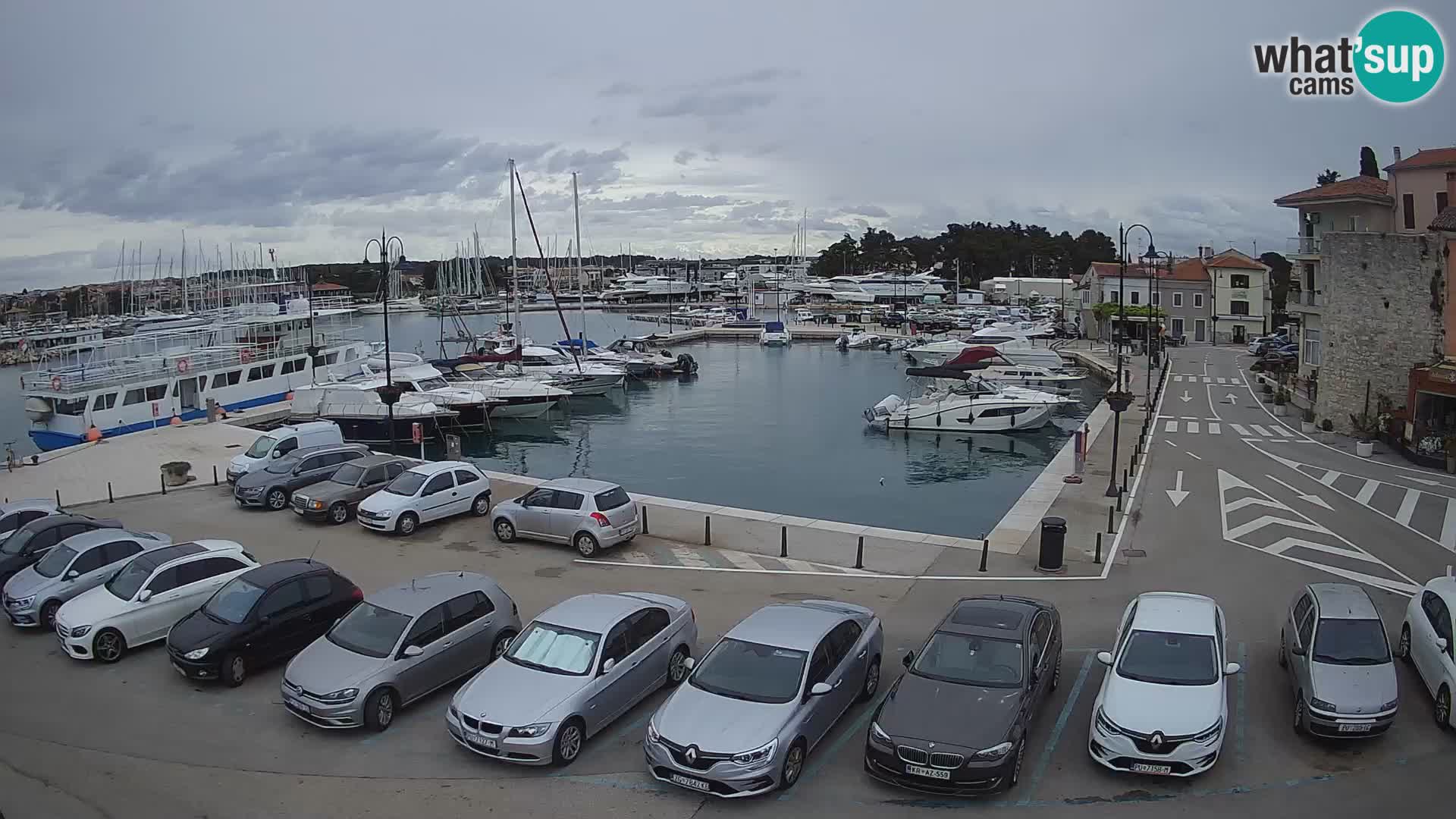 Novigrad | Porporela marina