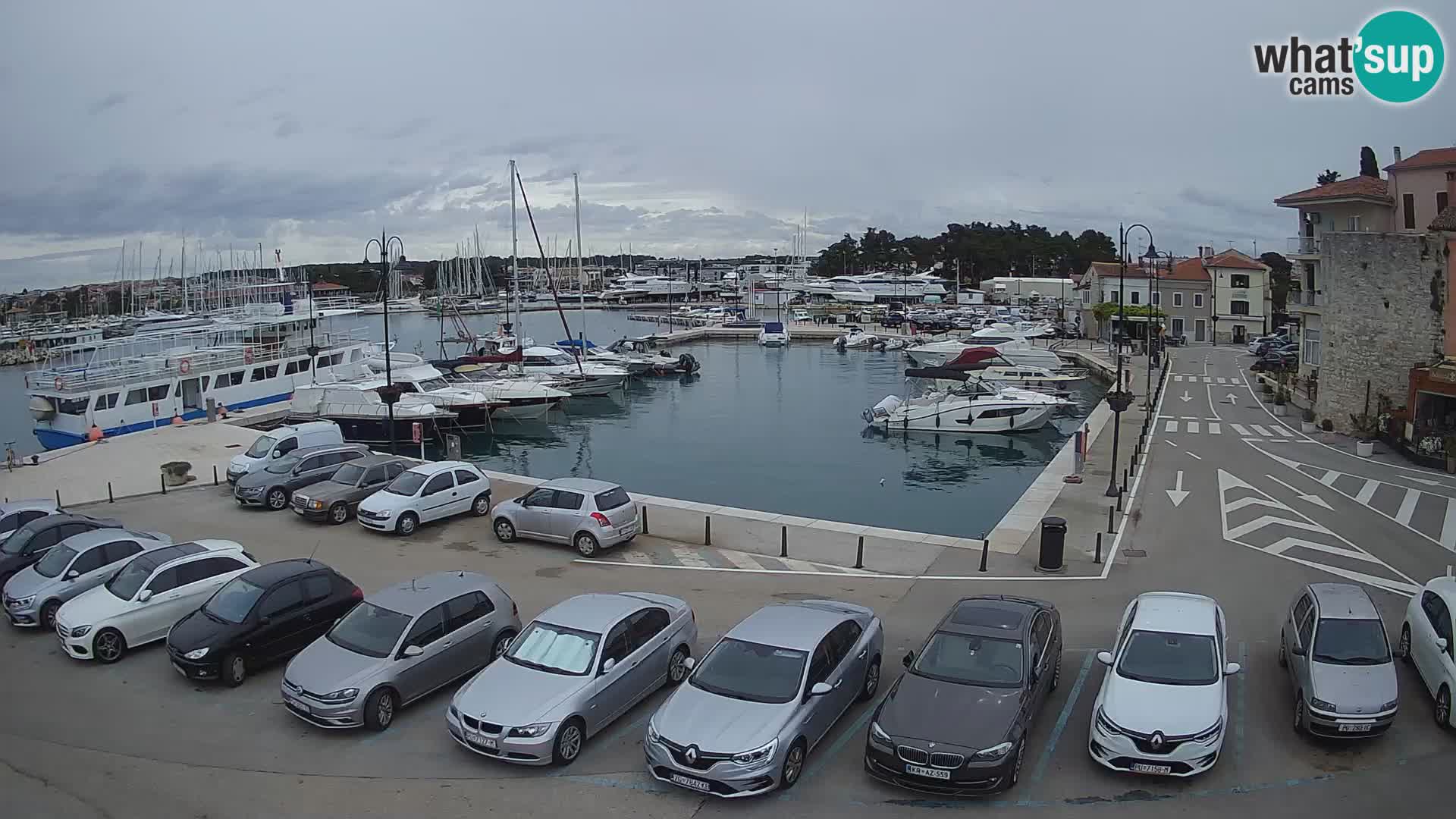 Novigrad | Porporela marina