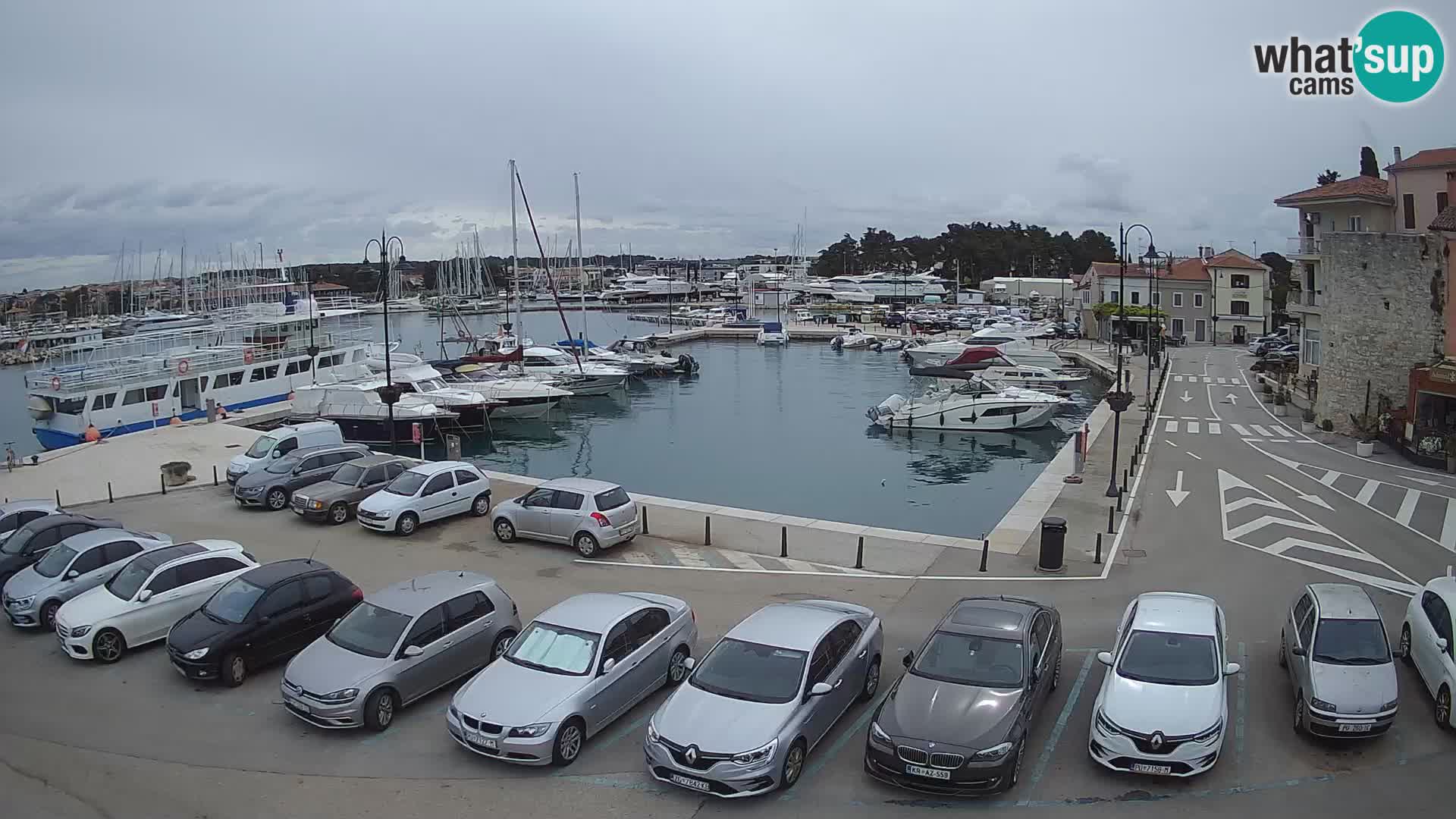 Novigrad | Porporela marina