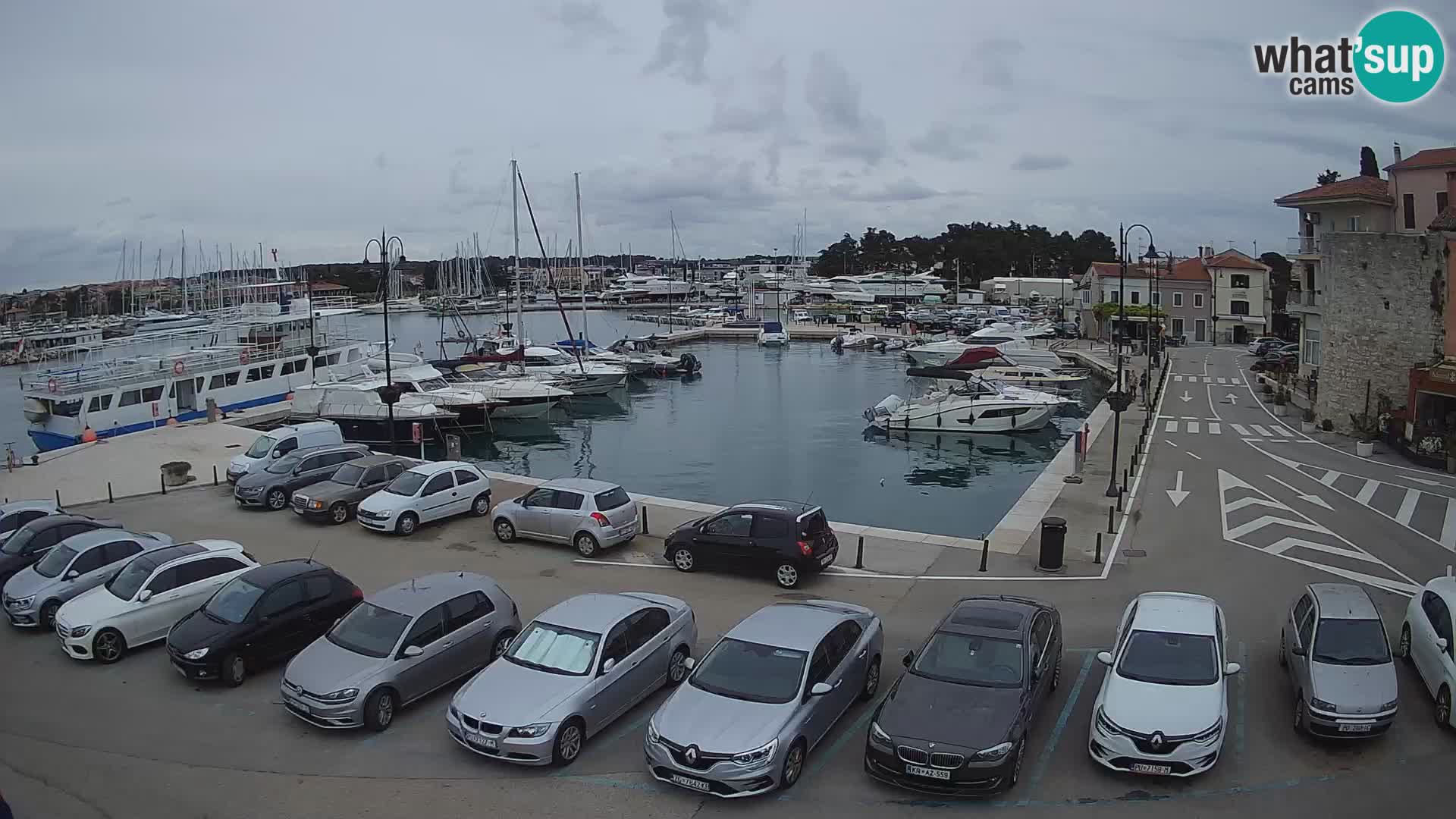 Novigrad | Porporela marina