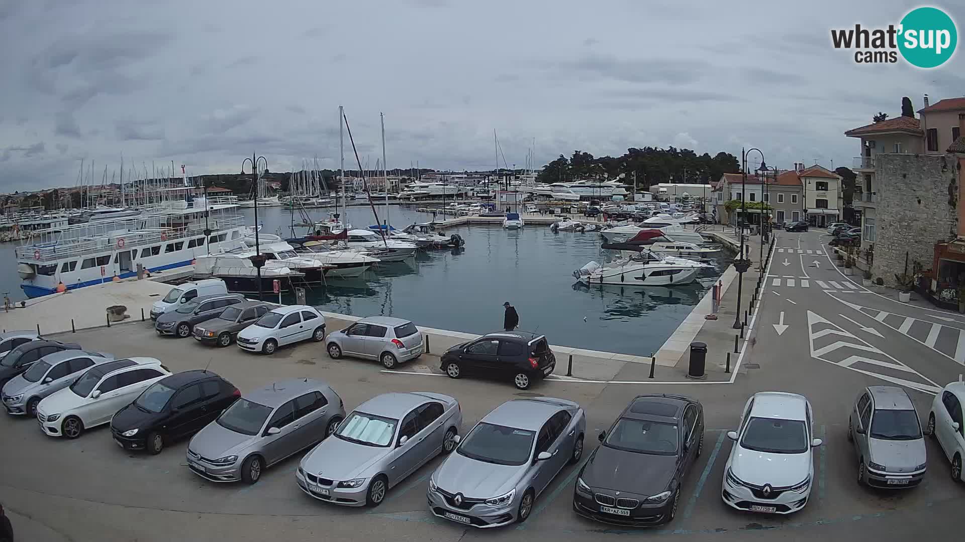 Novigrad | Porporela marina