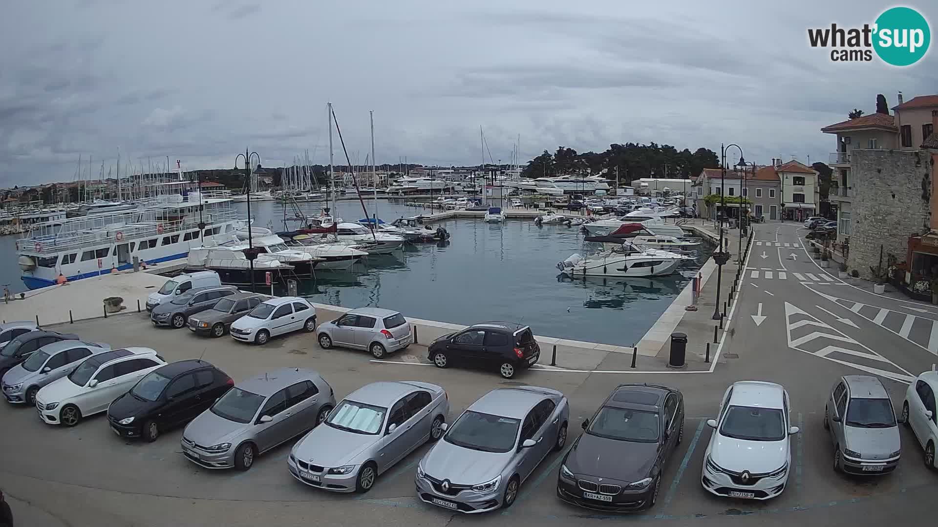 Novigrad | Porporela marina