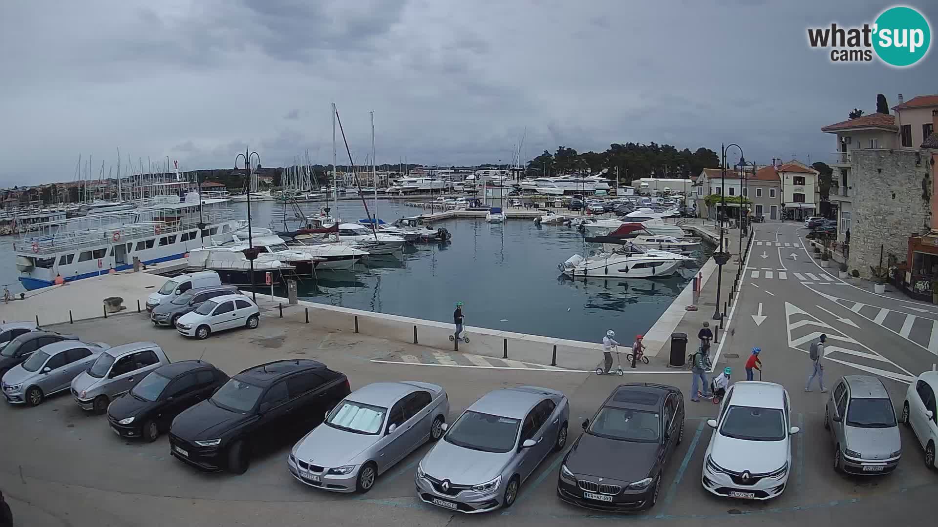 Novigrad | Porporela marina