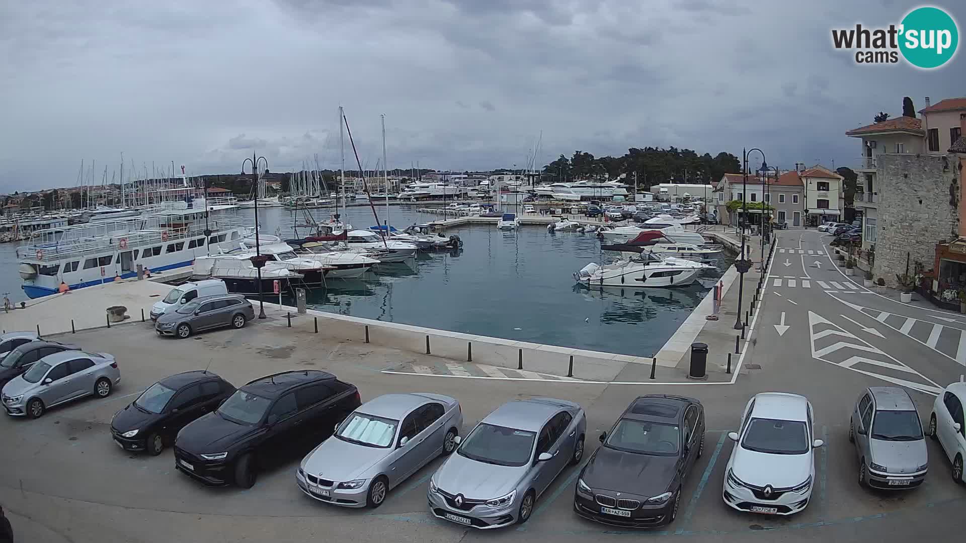 Novigrad | Porporela marina