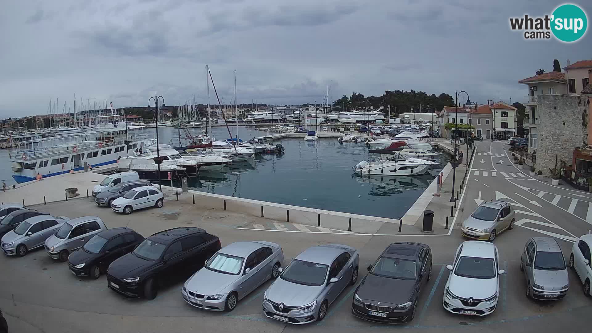 Novigrad | Porporela marina