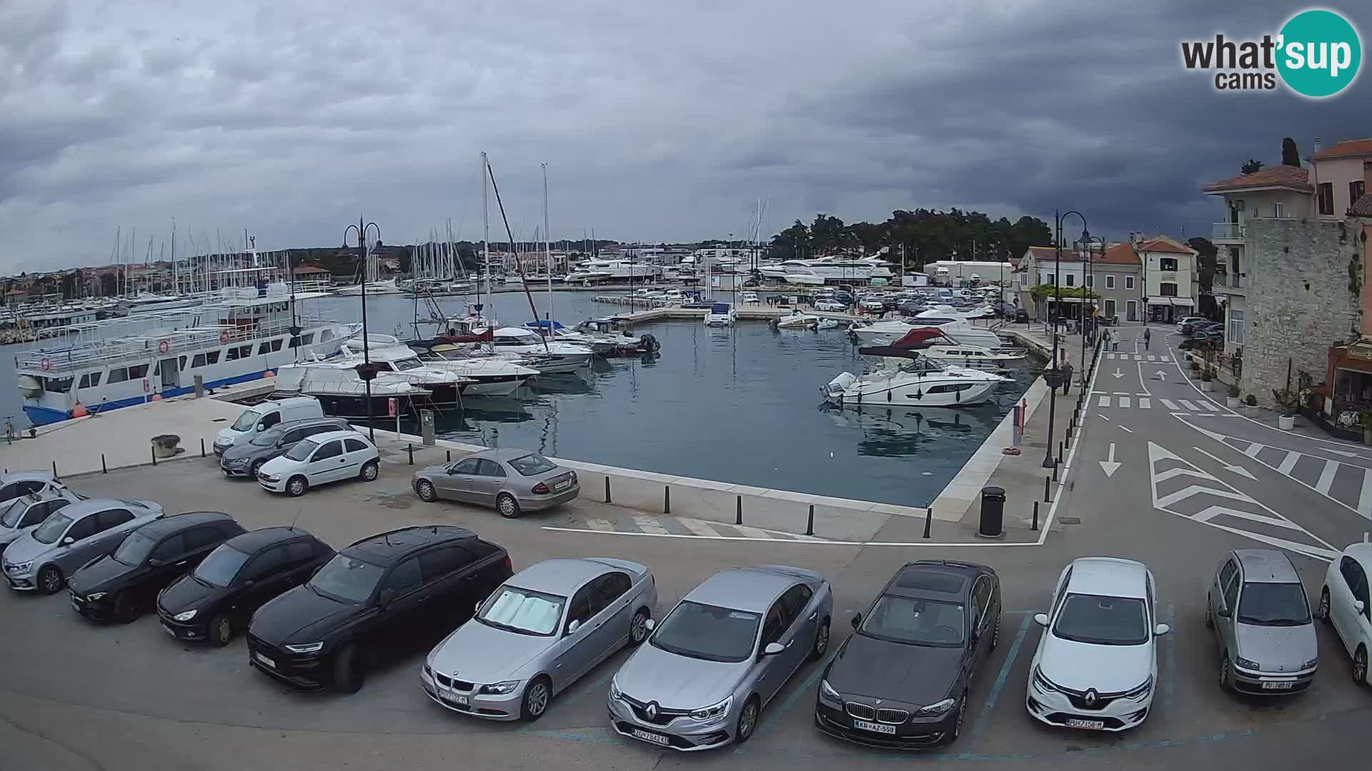 Novigrad | Porporela marina