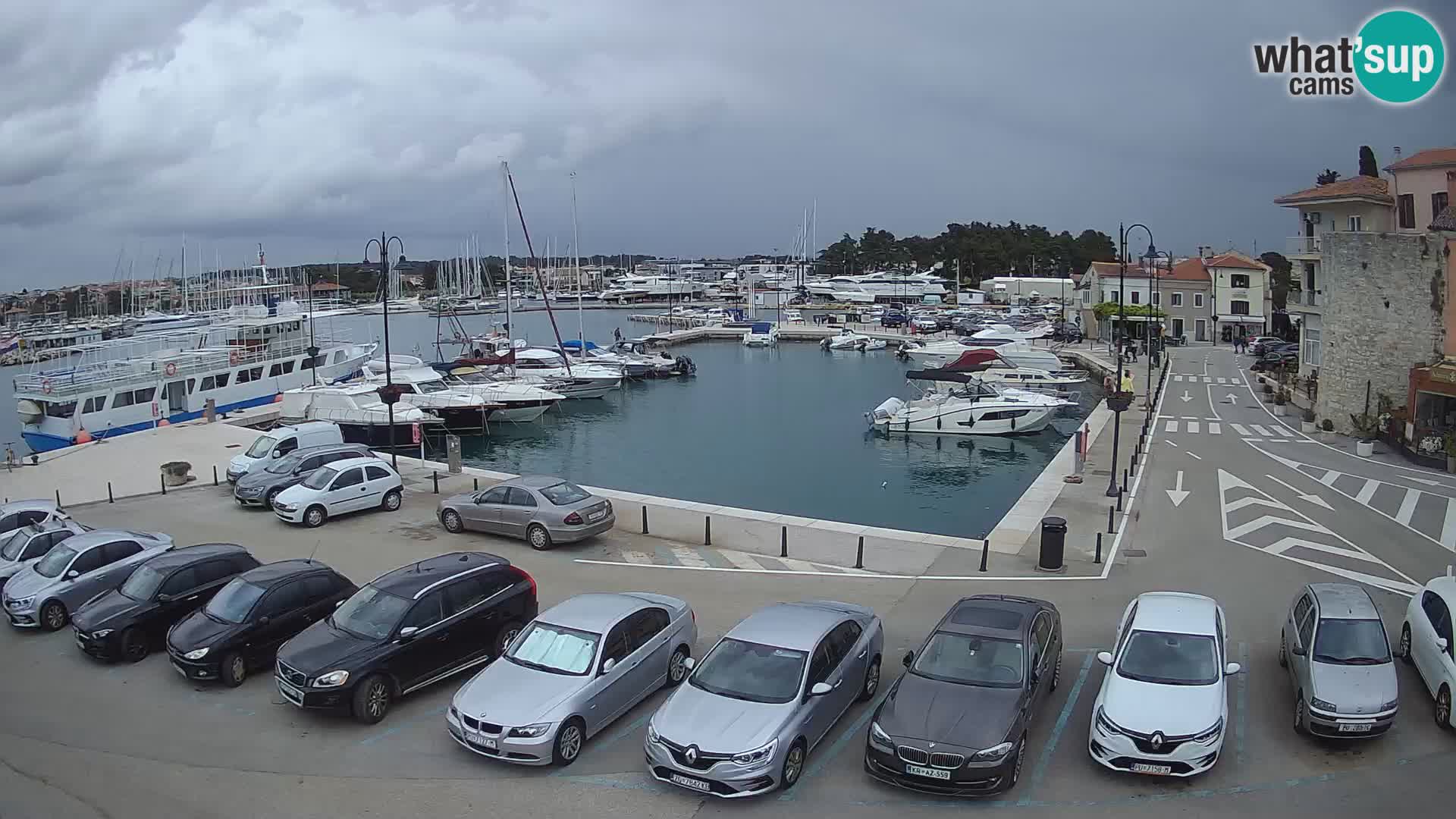 Novigrad | Porporela marina