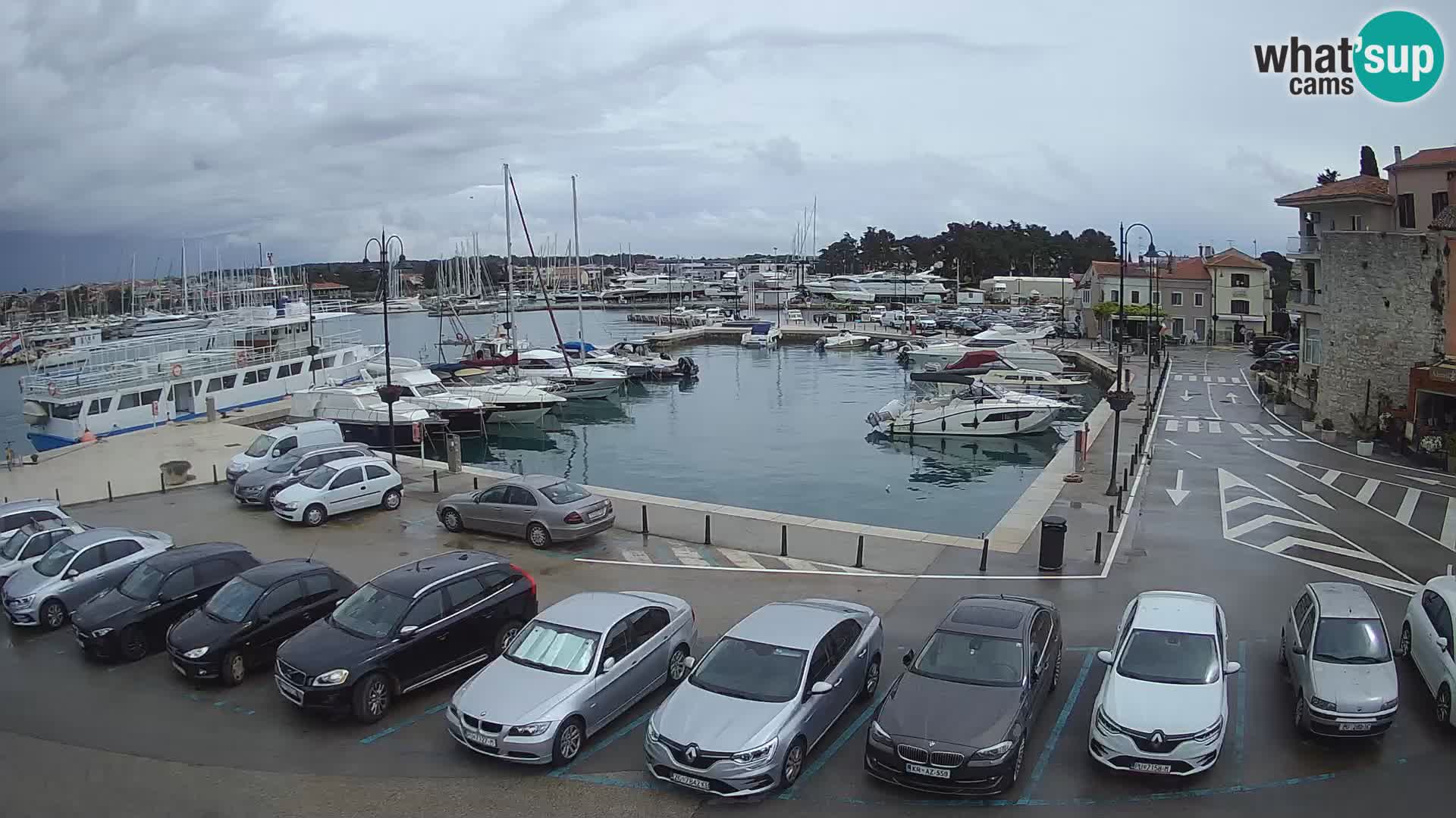 Novigrad | Porporela marina
