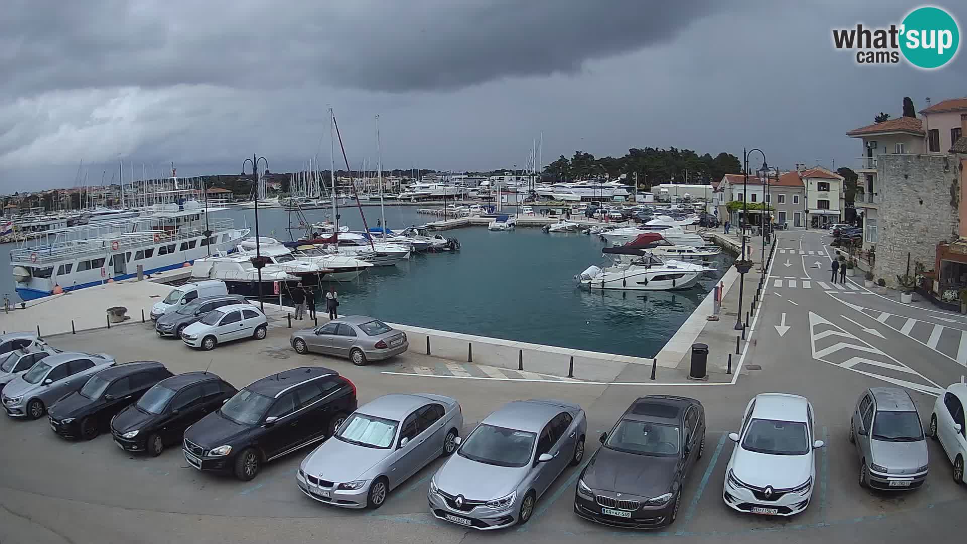 Novigrad | Porporela marina
