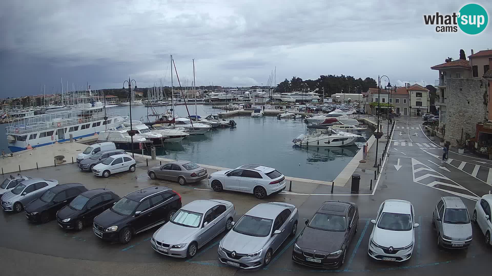 Novigrad | Porporela marina