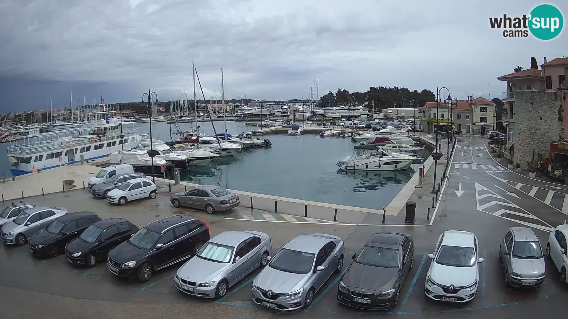 Novigrad | Porporela marina