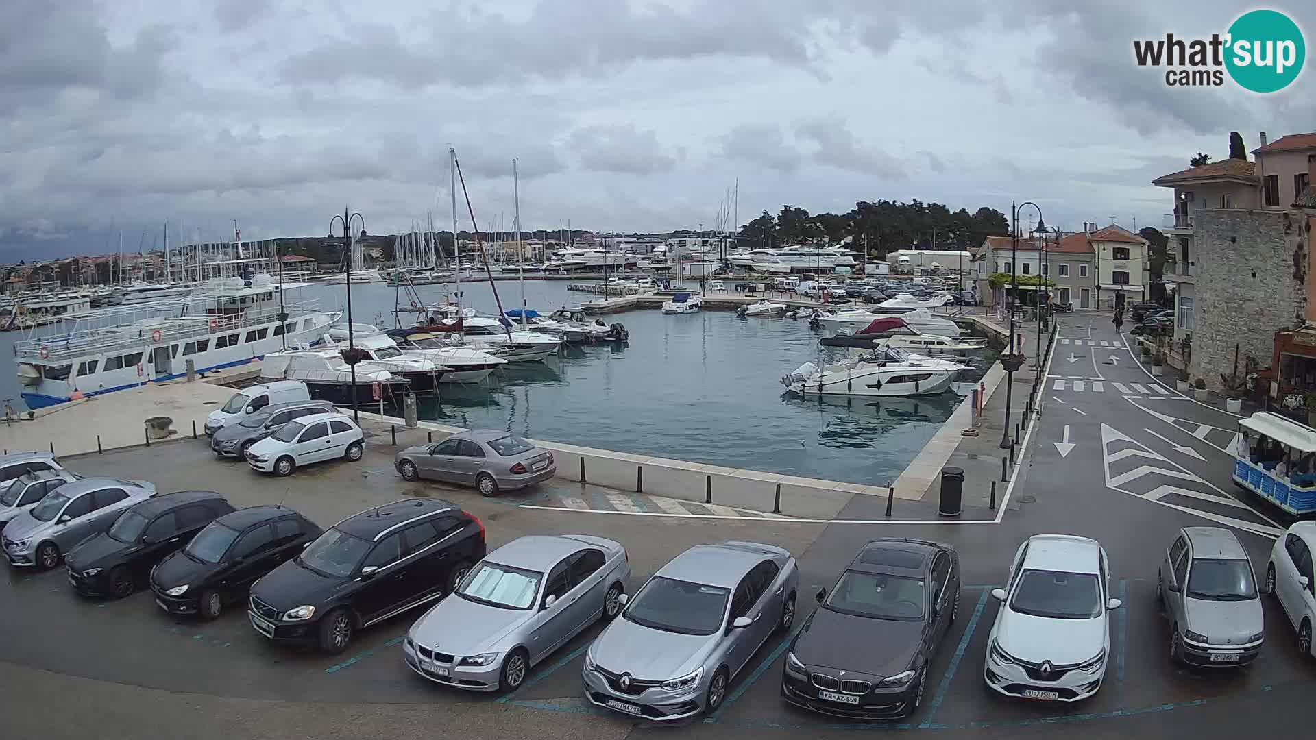 Novigrad | Porporela marina