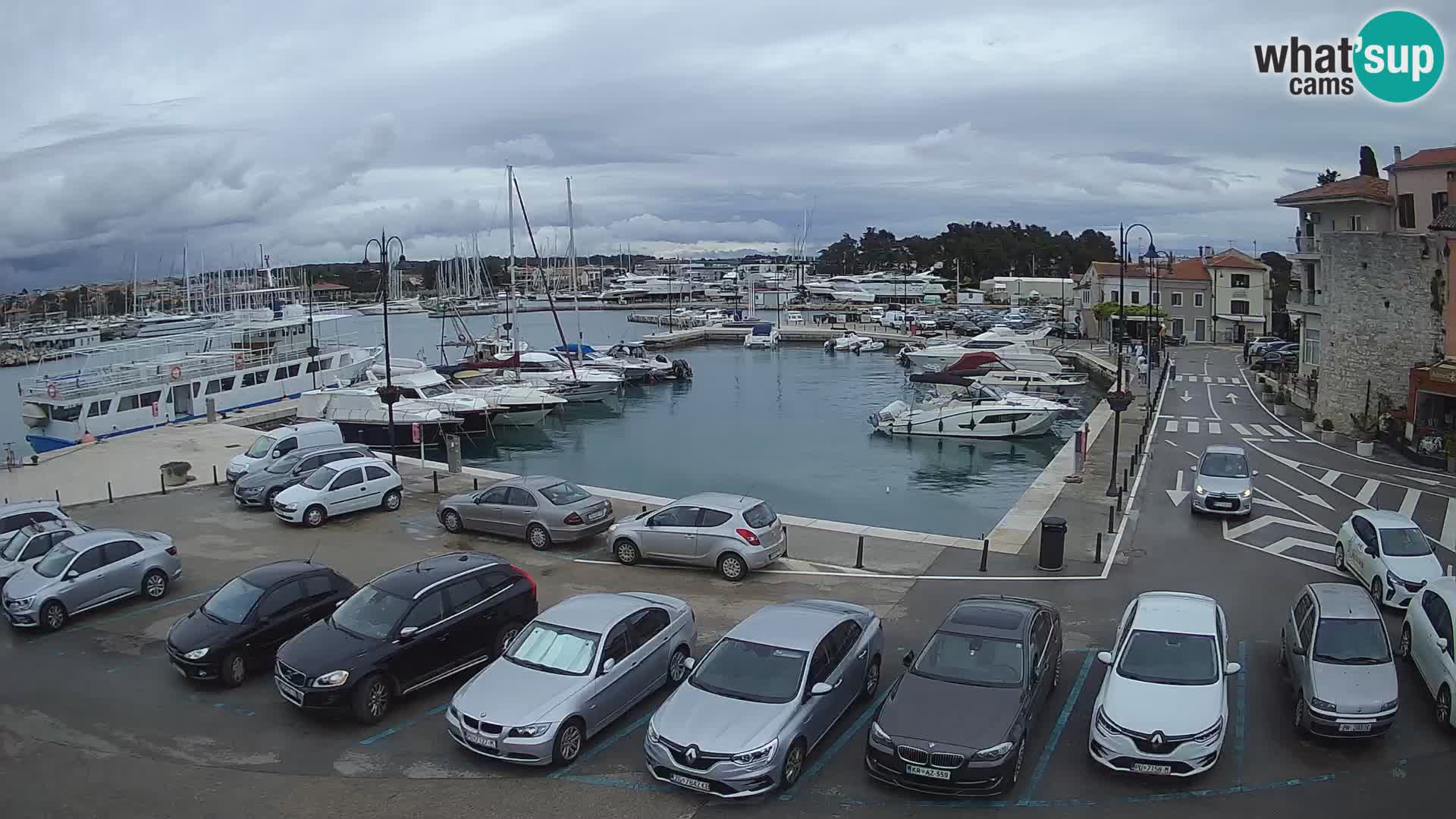 Novigrad | Porporela marina