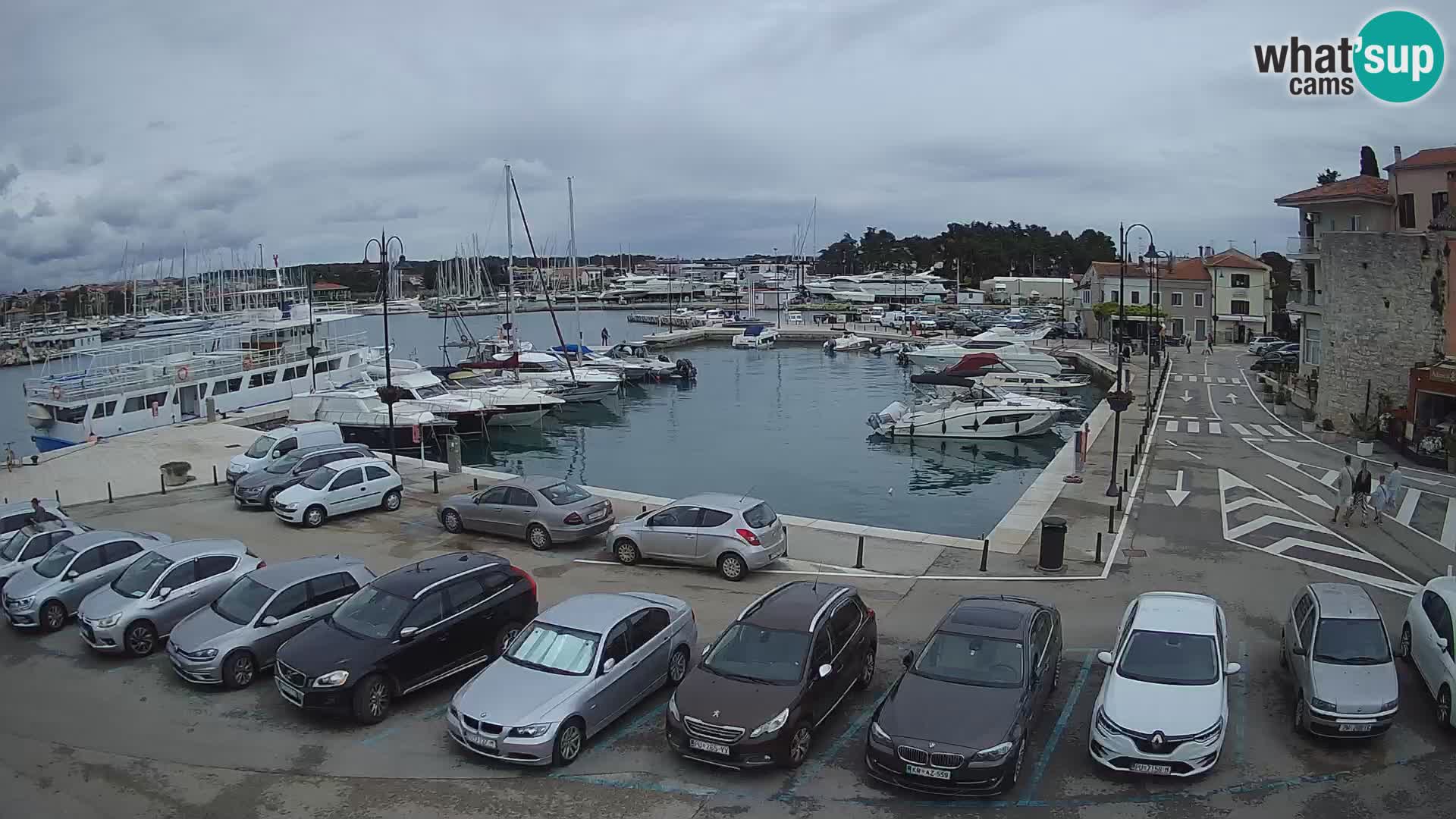 Novigrad | Porporela marina