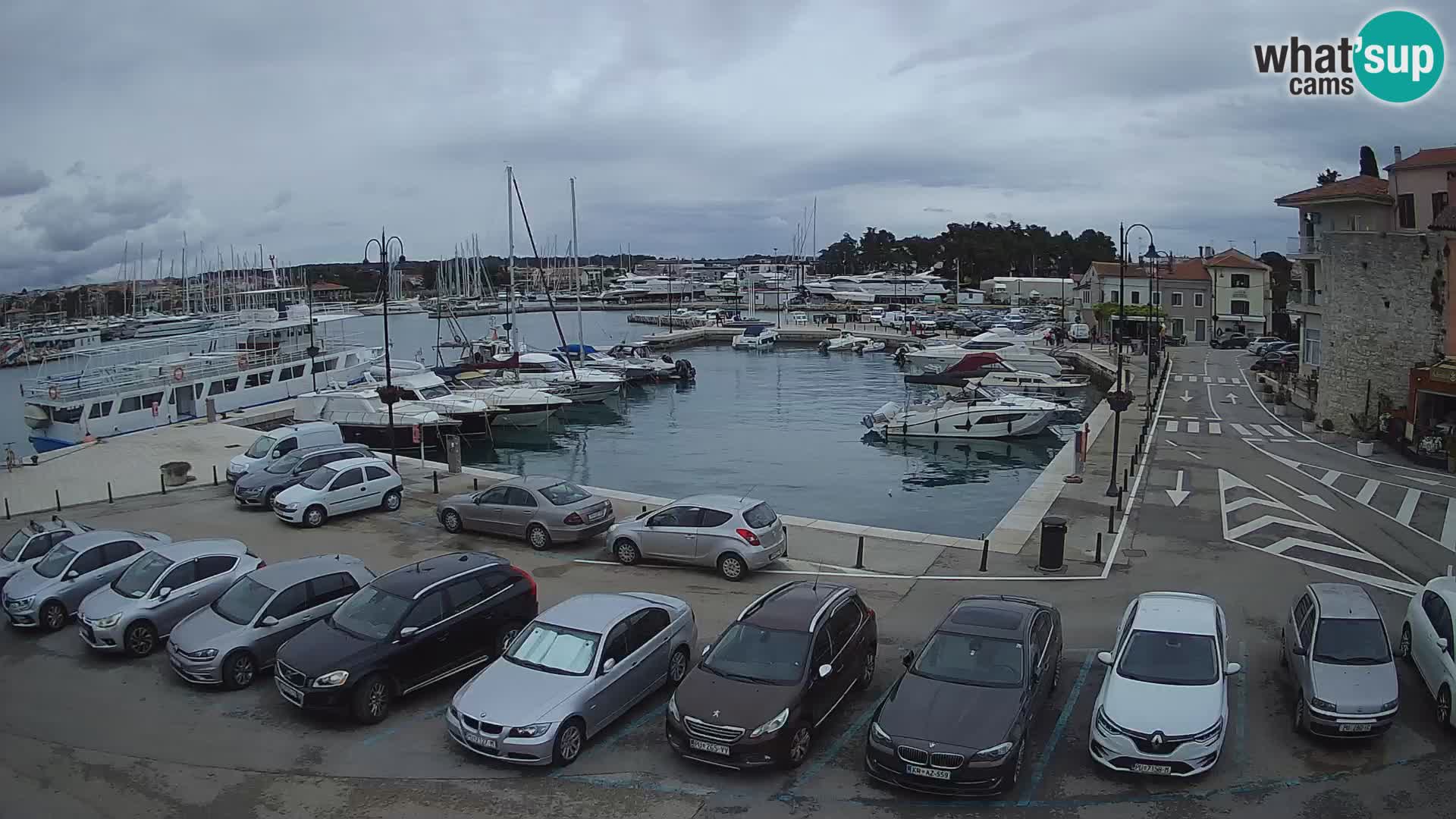 Novigrad | Porporela marina