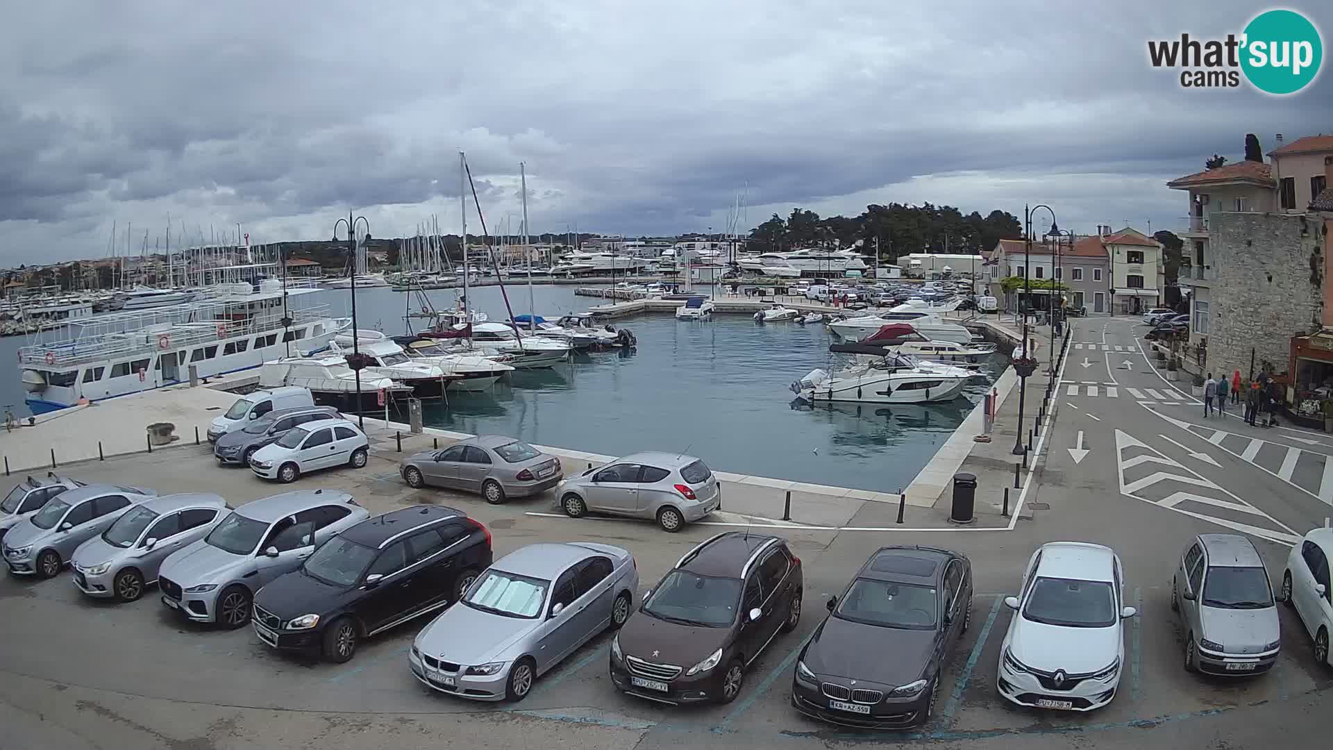 Novigrad | Porporela marina
