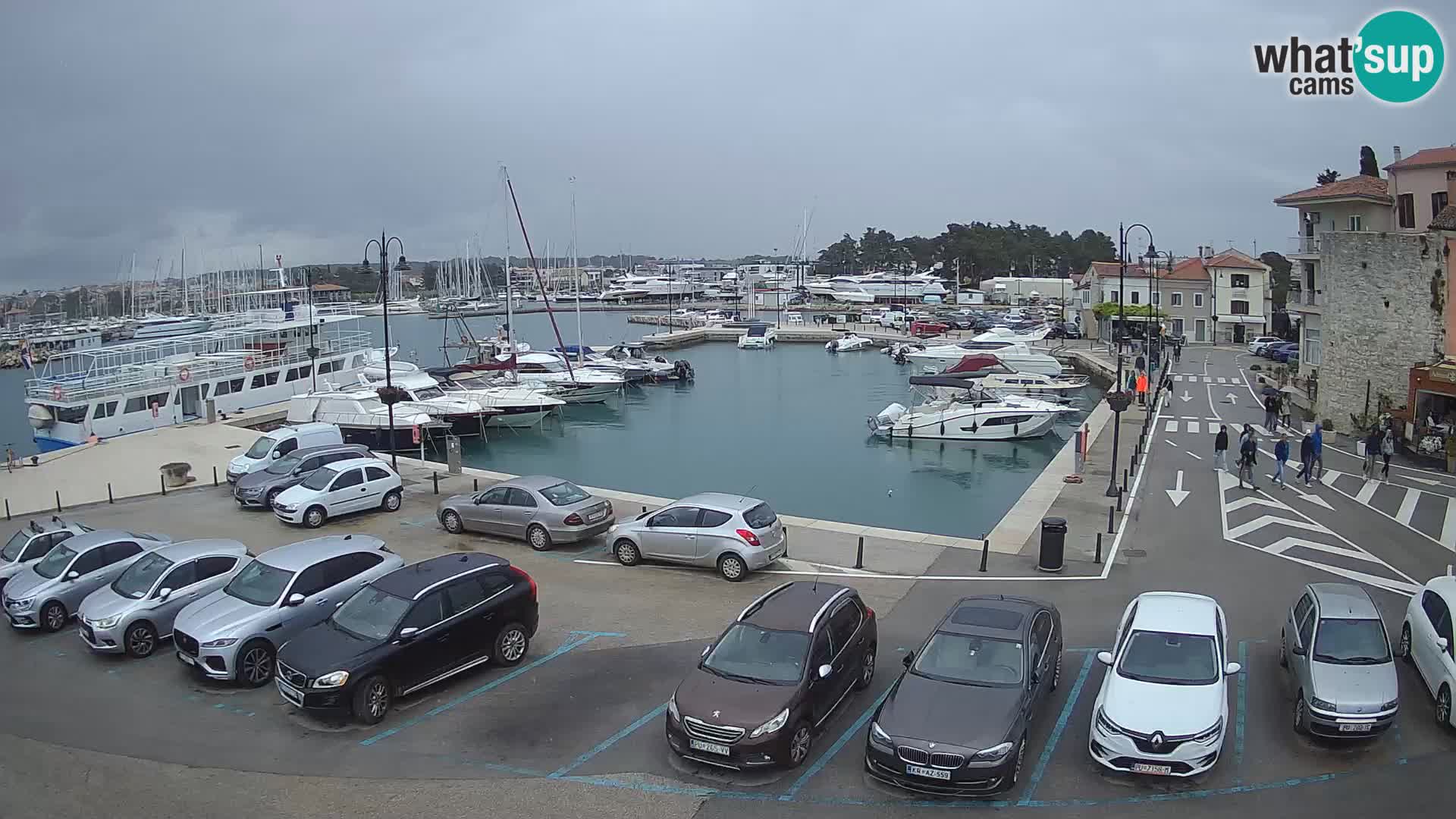 Novigrad | Porporela marina