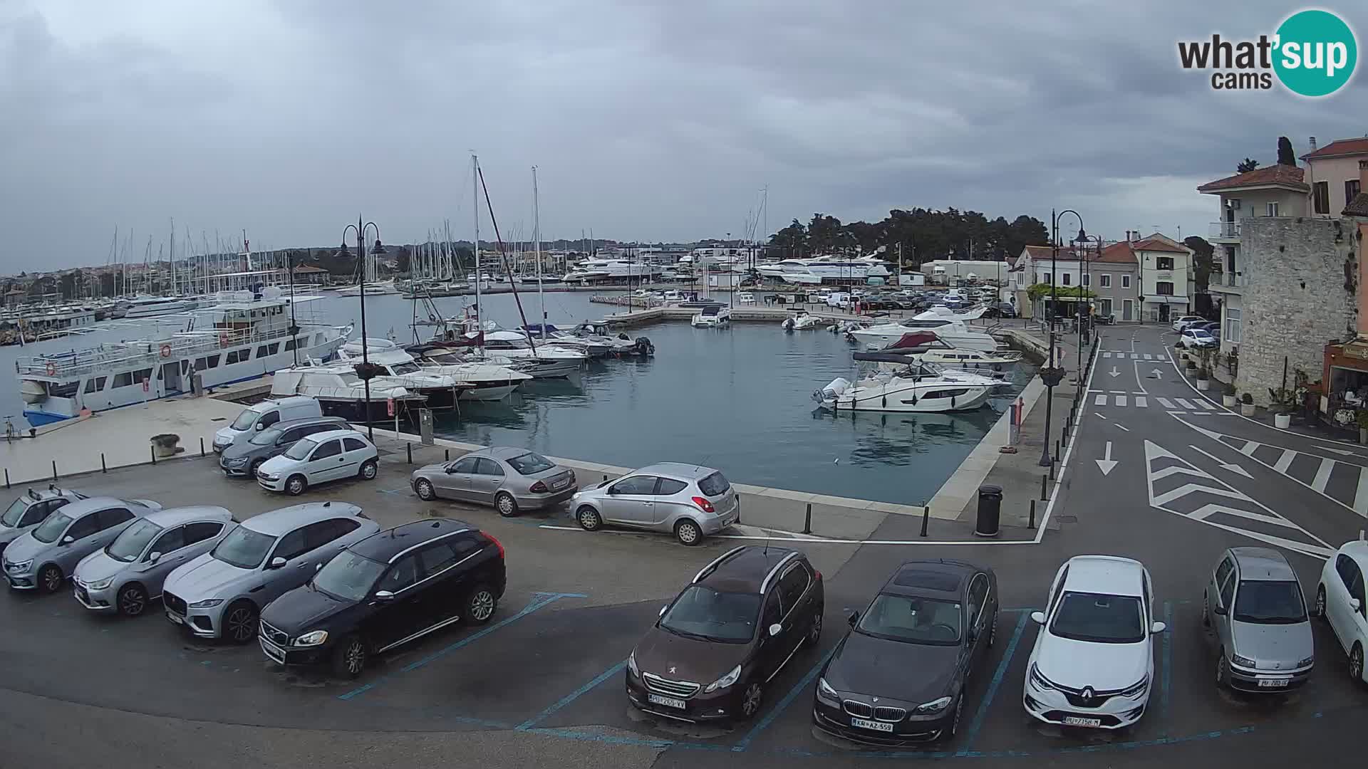 Novigrad | Porporela marina