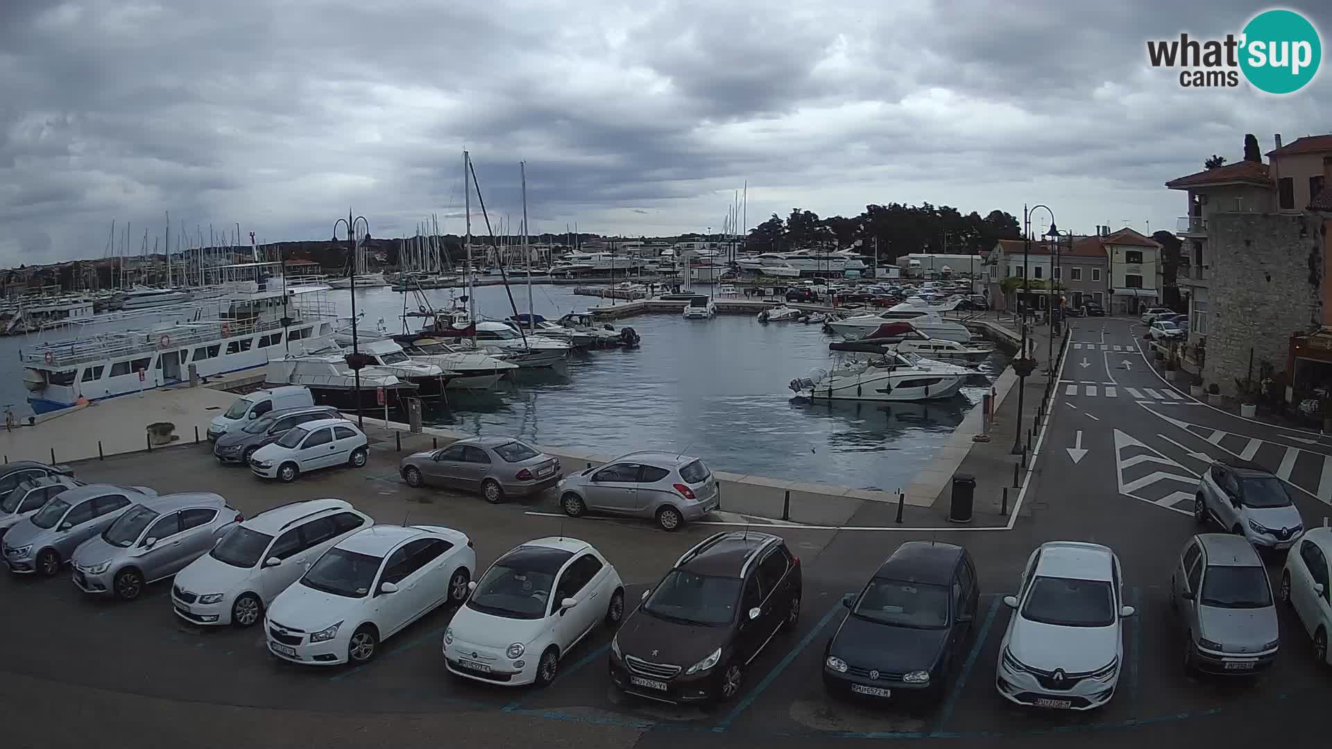 Novigrad | Porporela marina