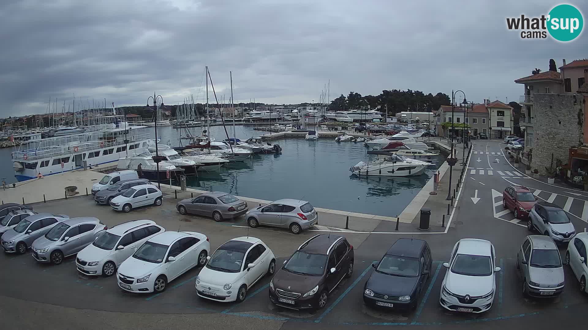 Novigrad | Porporela marina