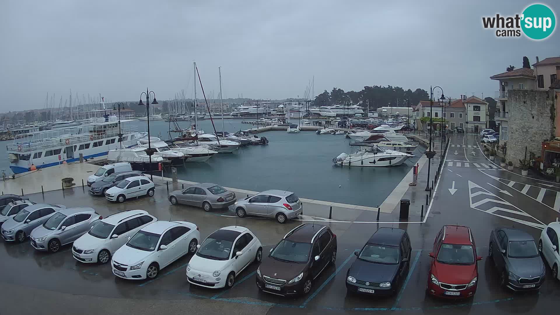Novigrad | Porporela marina