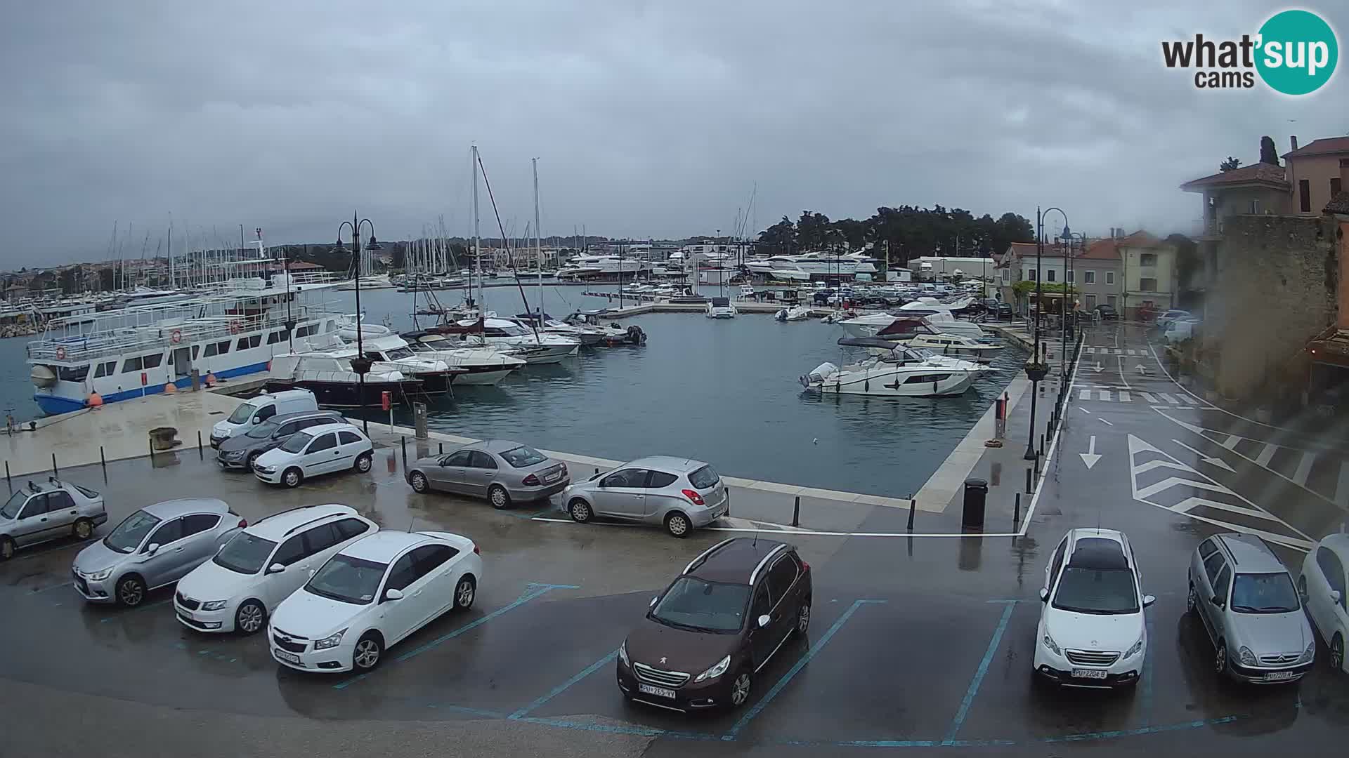 Novigrad | Porporela marina