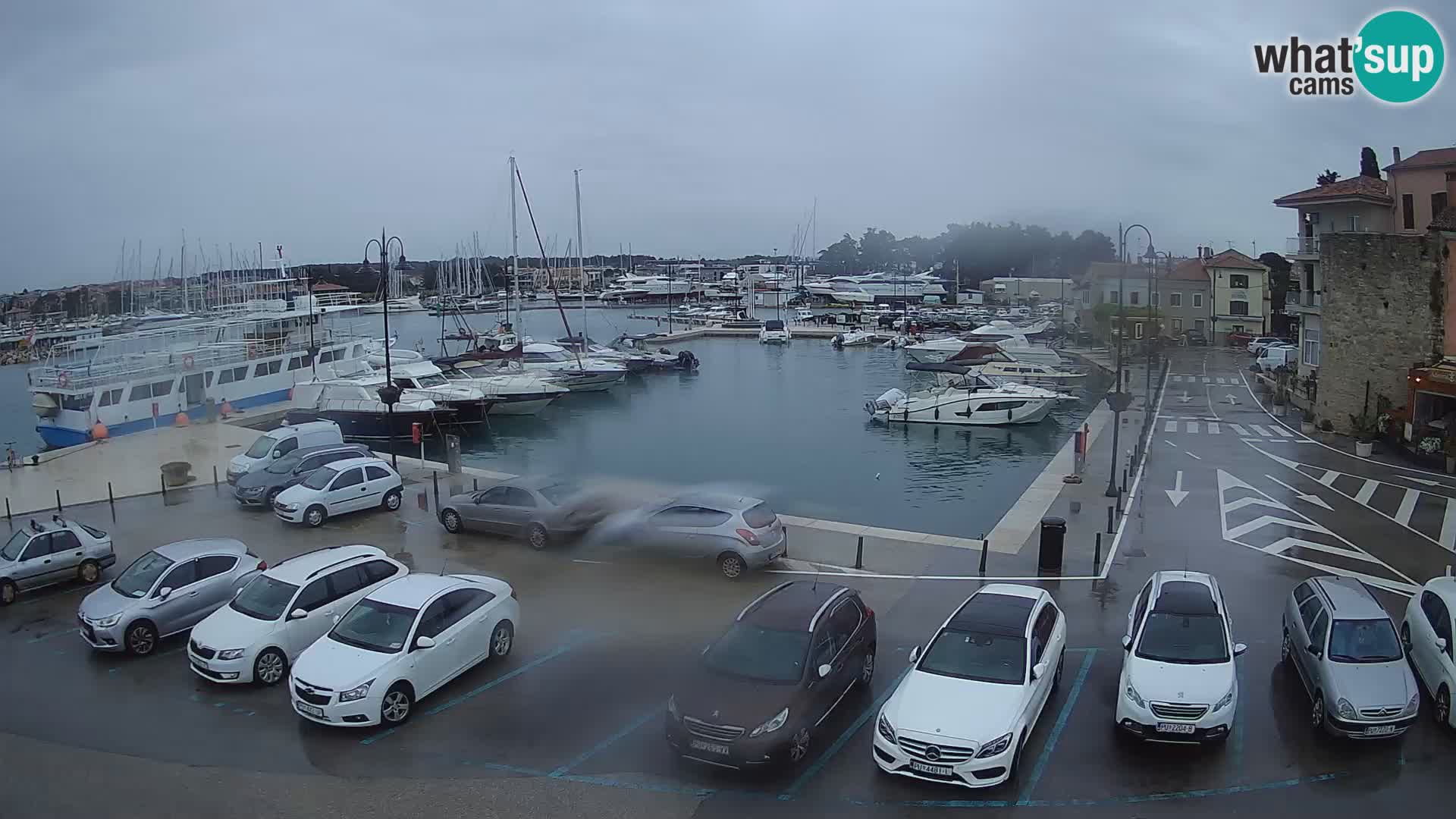 Novigrad | Porporela marina