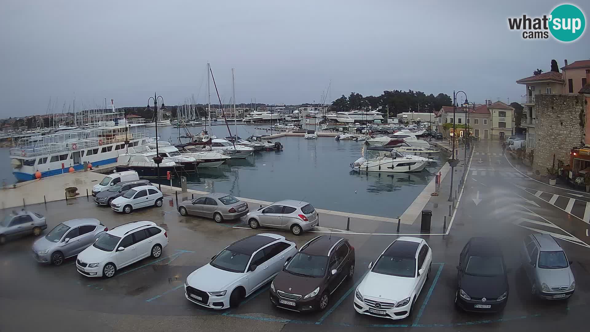 Novigrad | Porporela marina