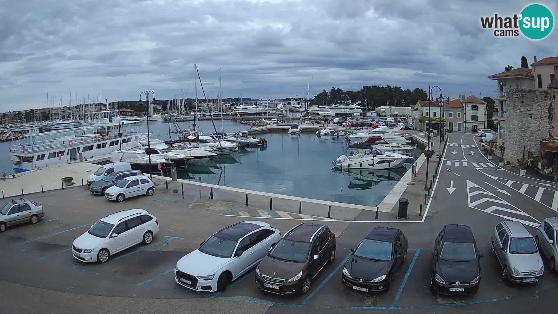 Novigrad | Porporela marina