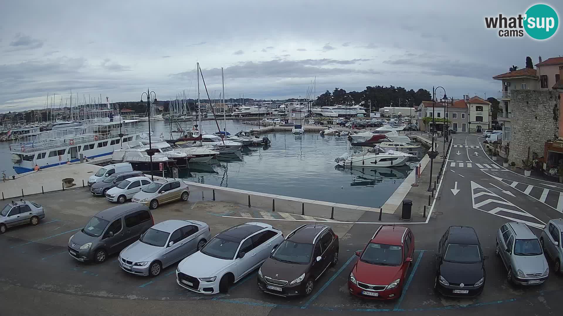 Novigrad | Porporela marina