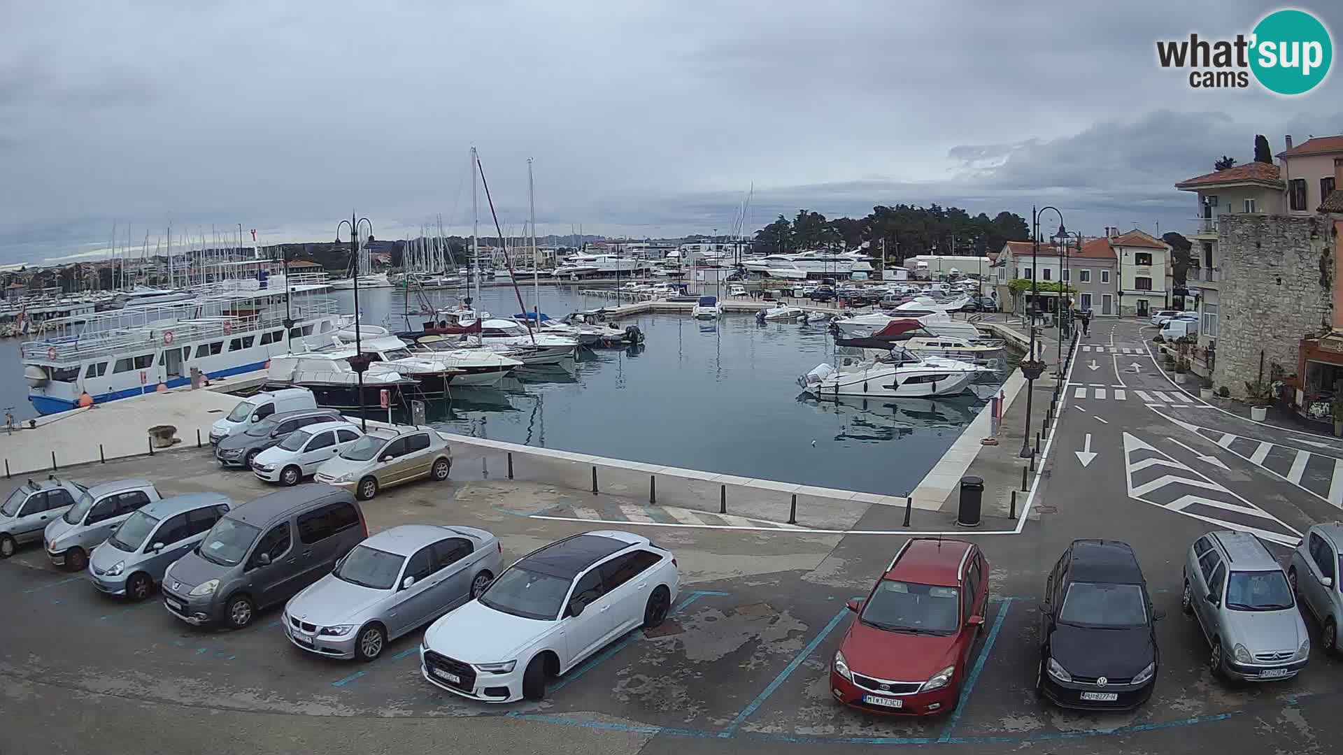 Novigrad | Porporela marina