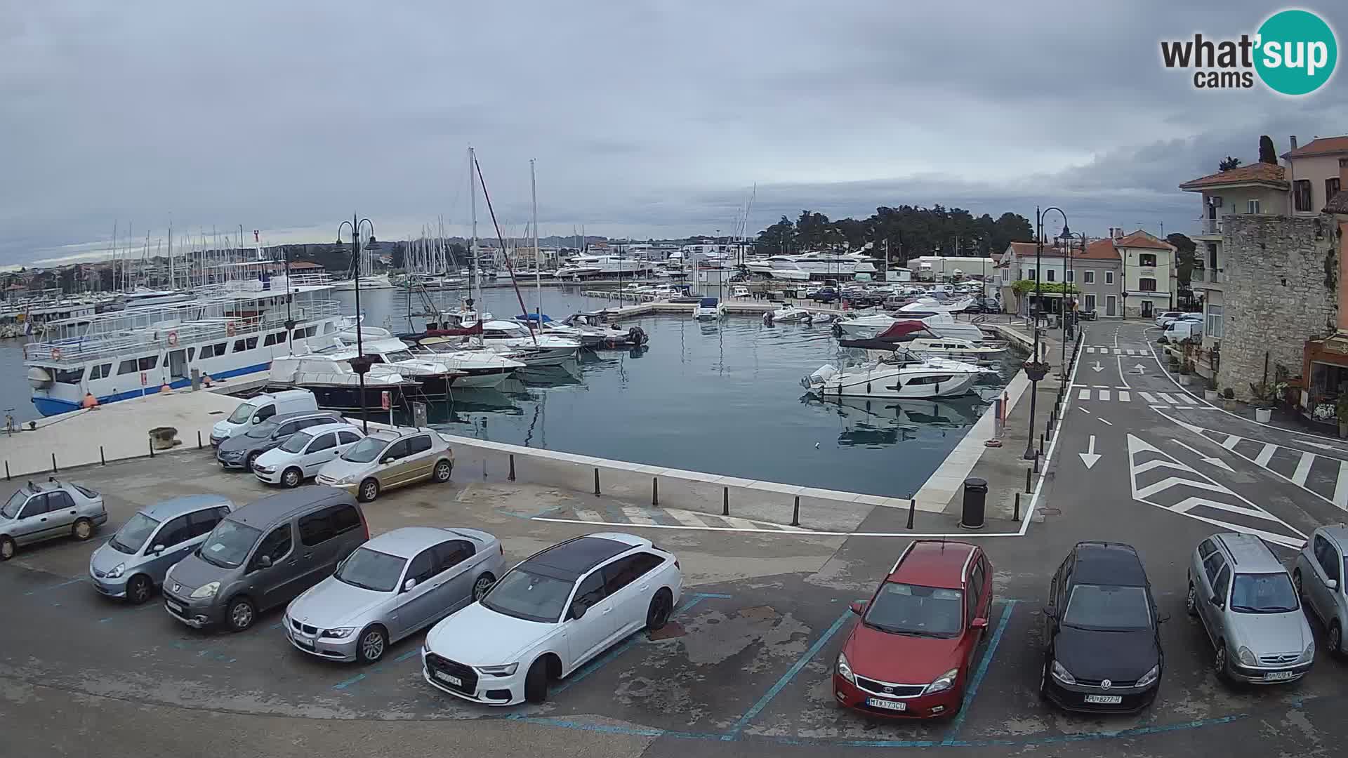Novigrad | Porporela marina