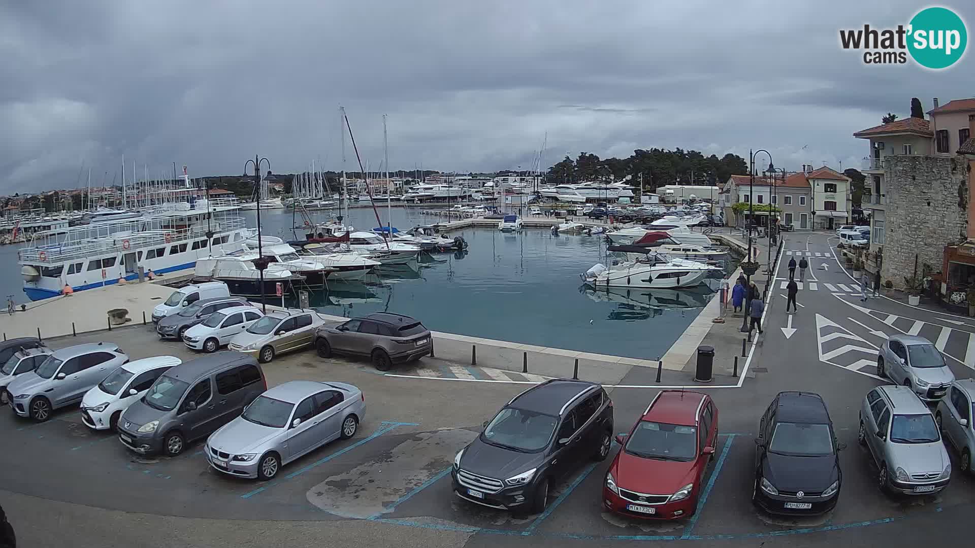 Novigrad | Porporela marina