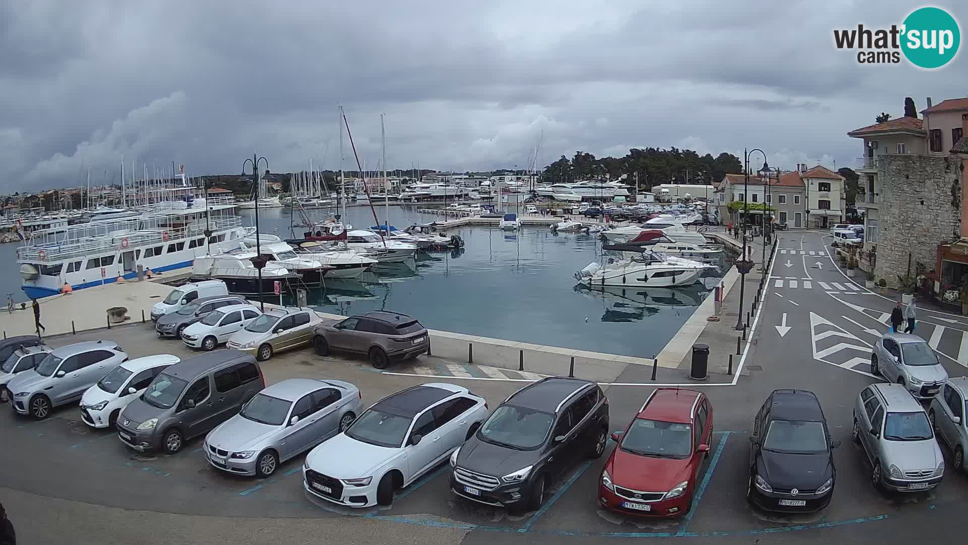 Novigrad | Porporela marina