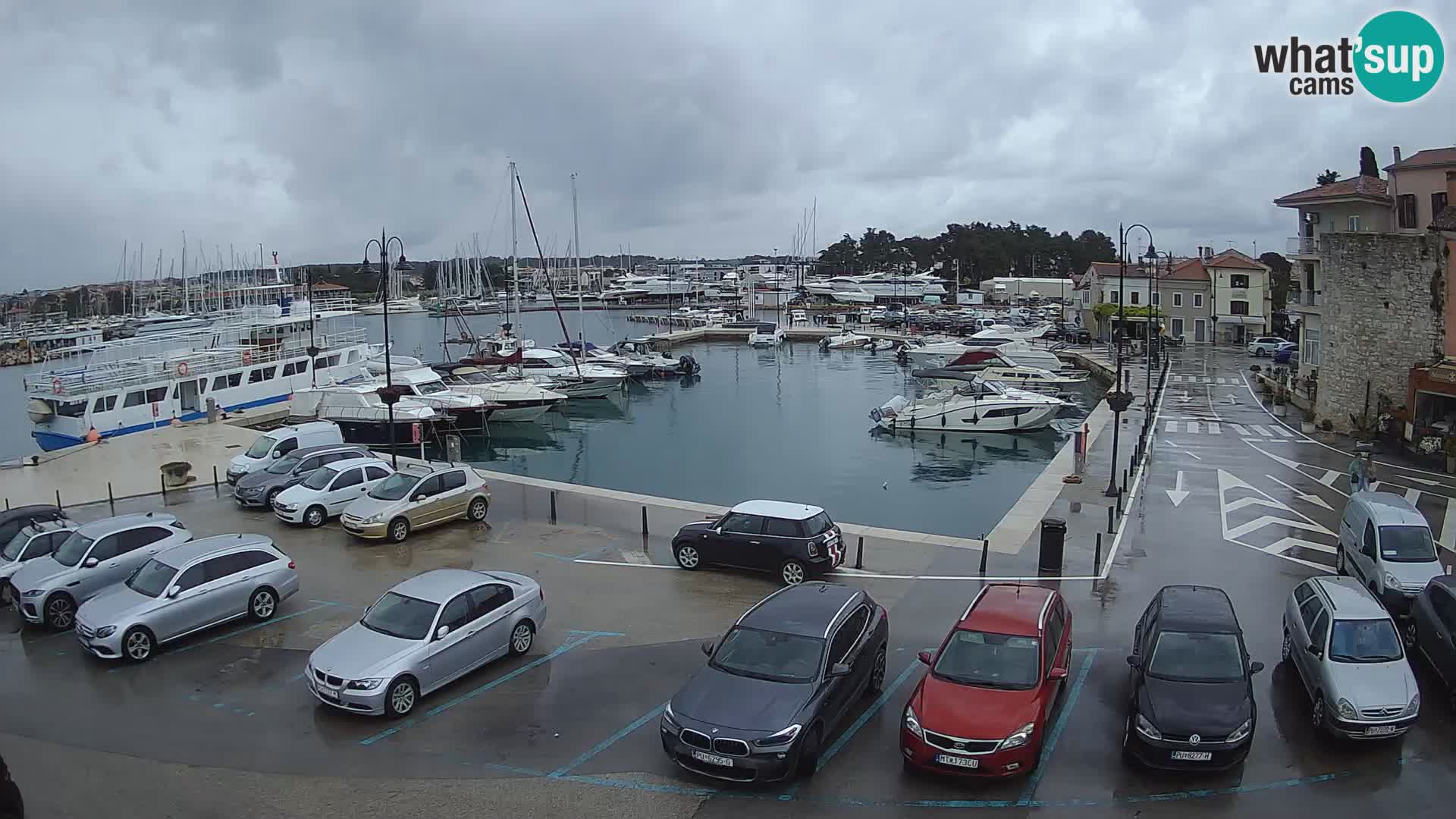 Novigrad | Porporela marina