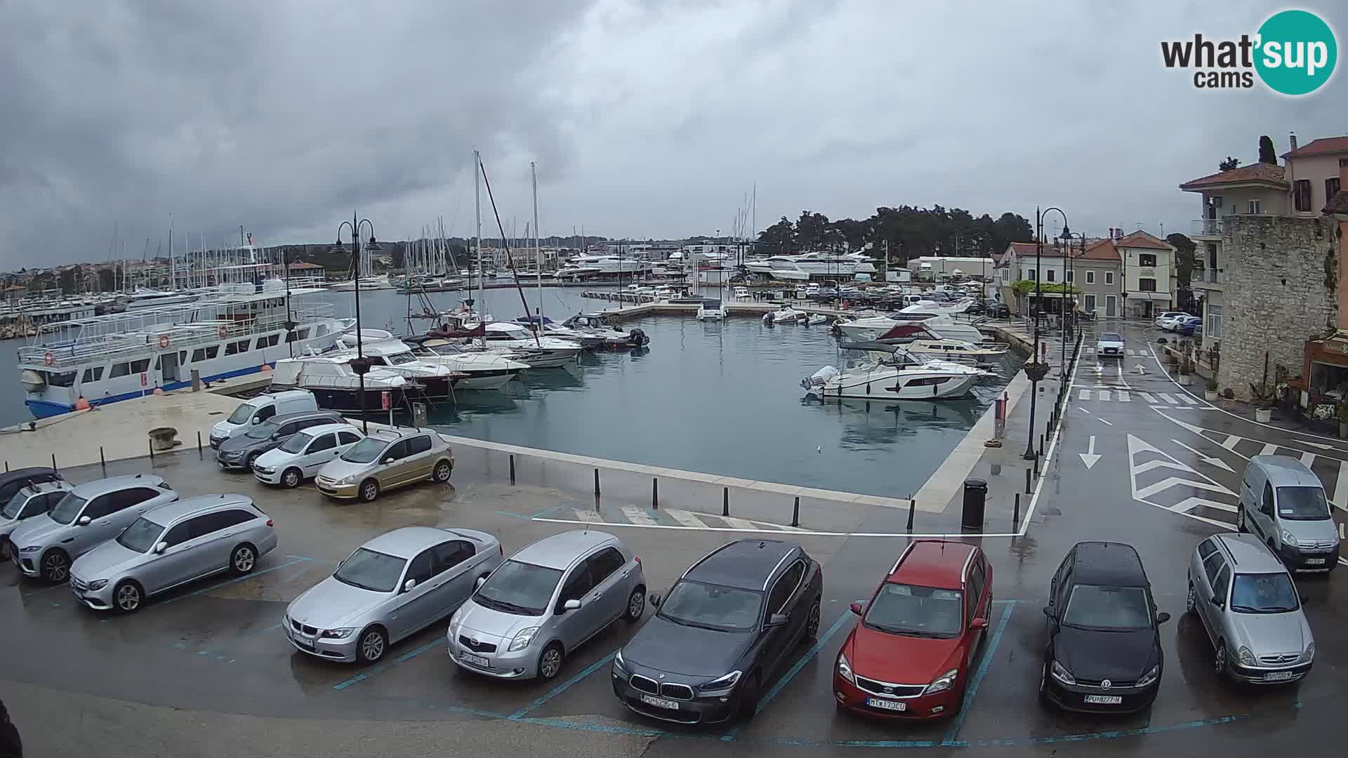 Novigrad | Porporela marina