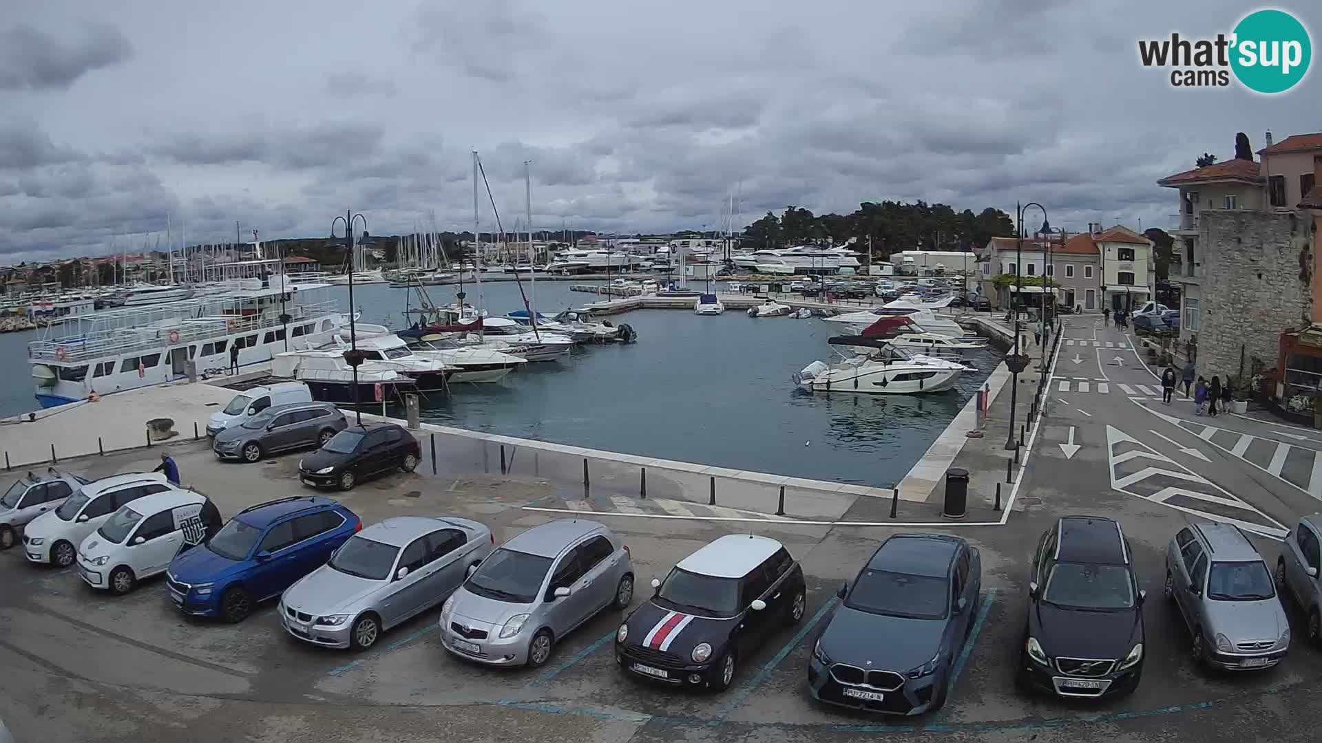 Novigrad | Porporela marina