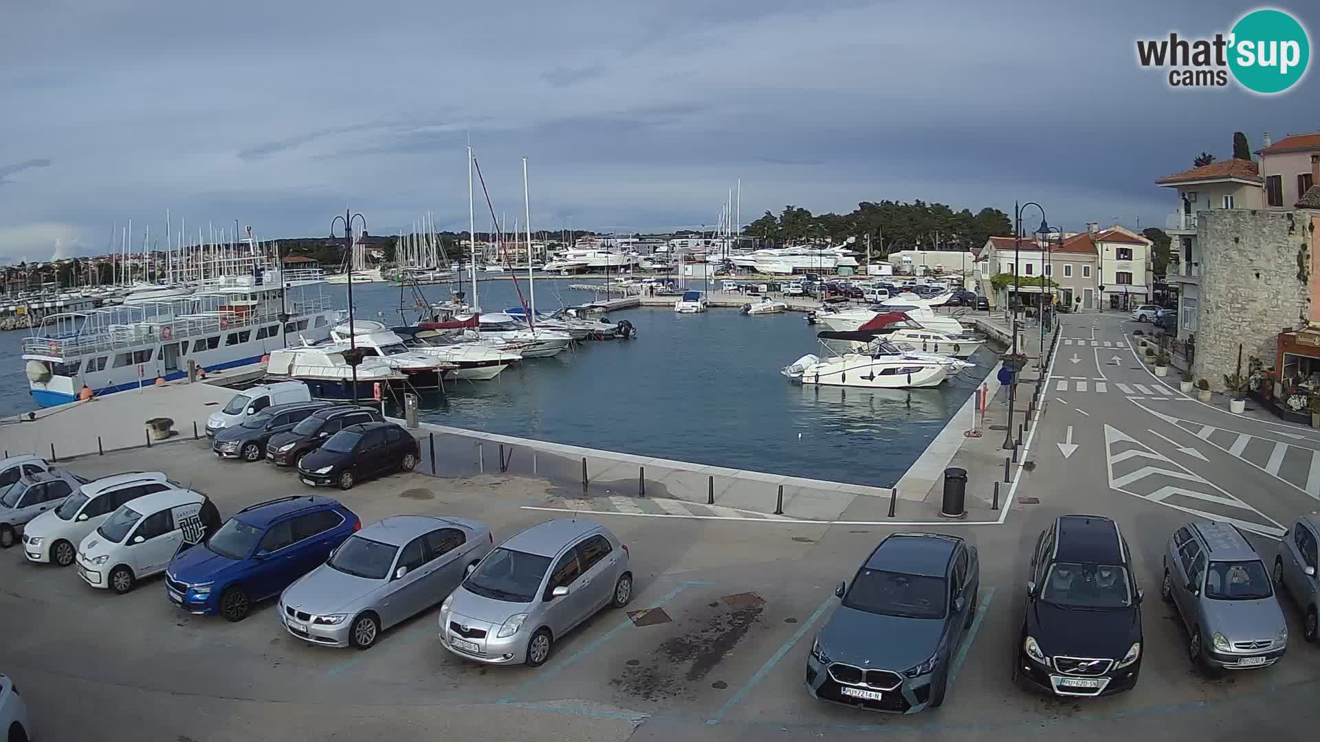 Novigrad | Porporela marina