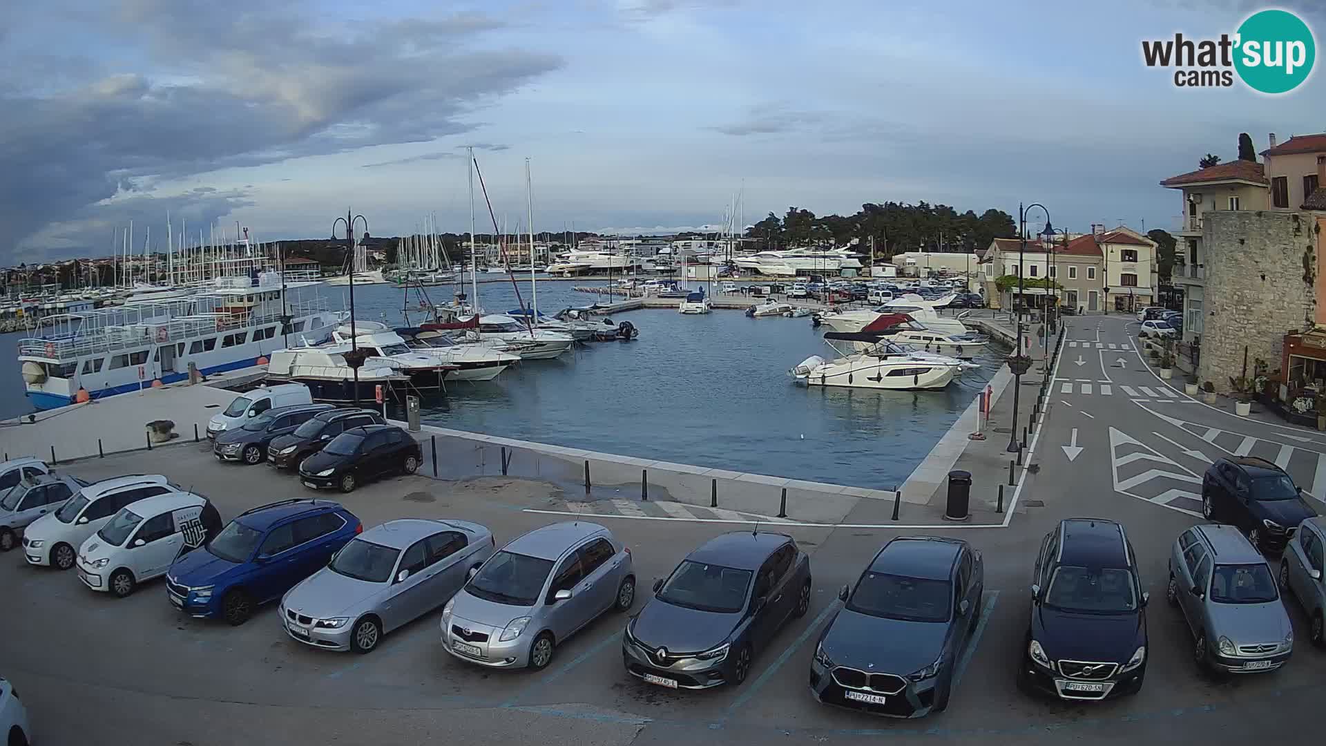 Novigrad | Porporela marina