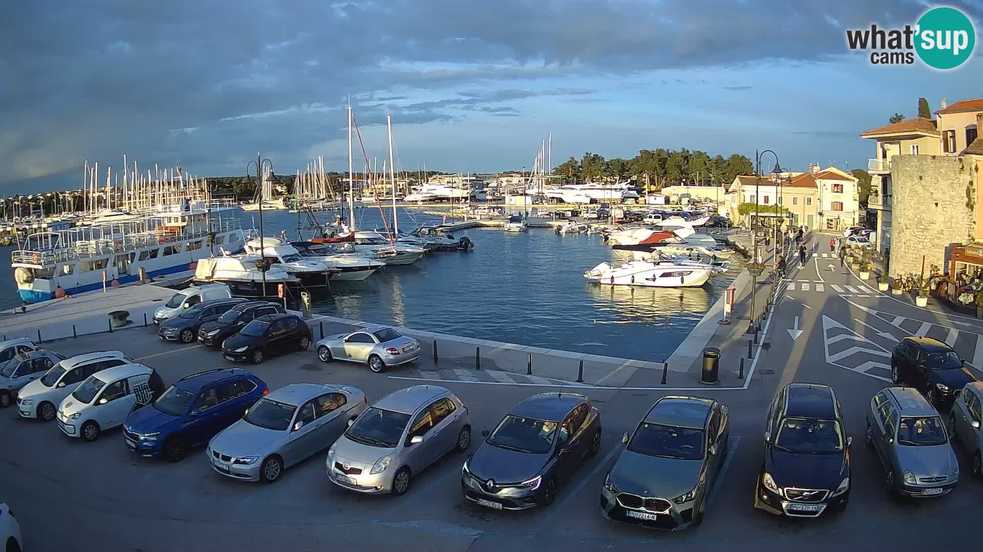 Novigrad | Porporela marina