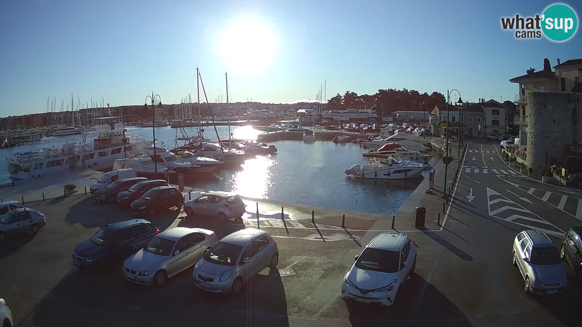 Novigrad | Porporela marina