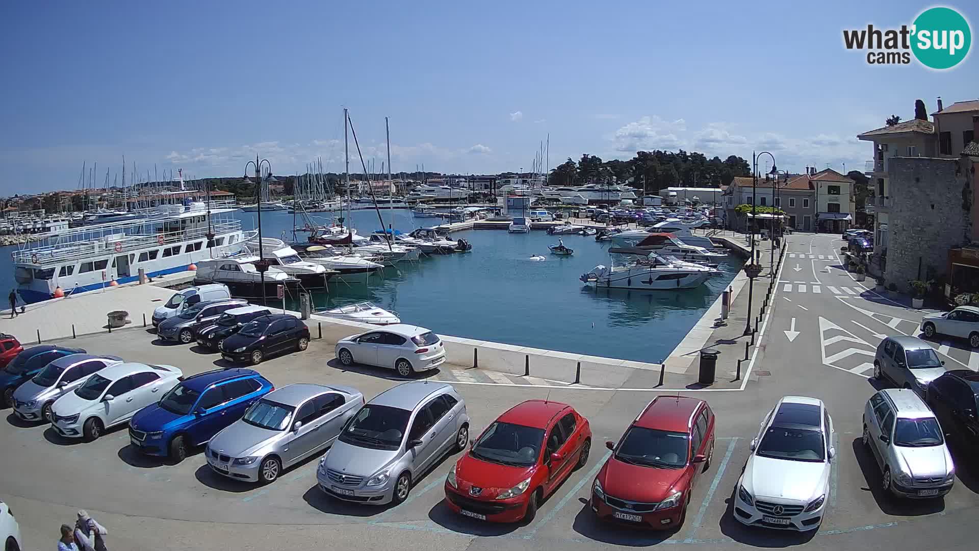 Novigrad | Porporela marina