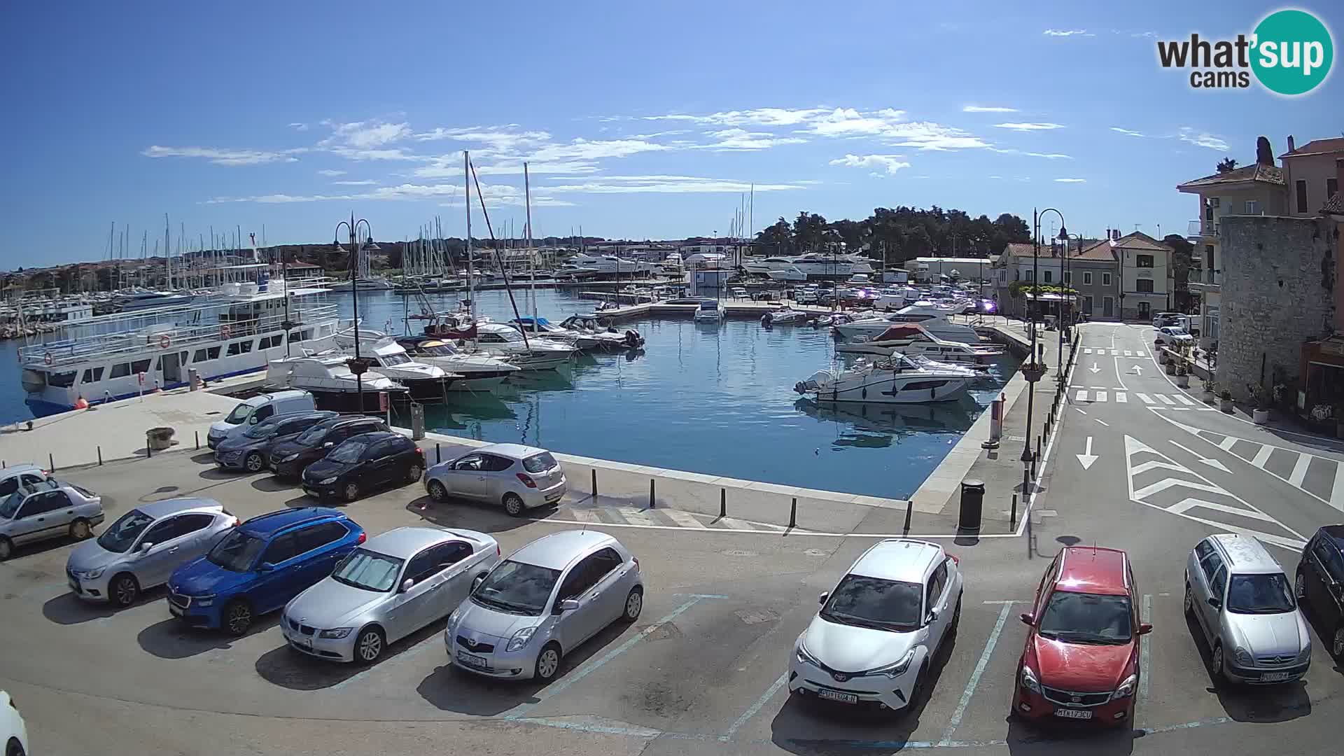 Novigrad | Porporela marina