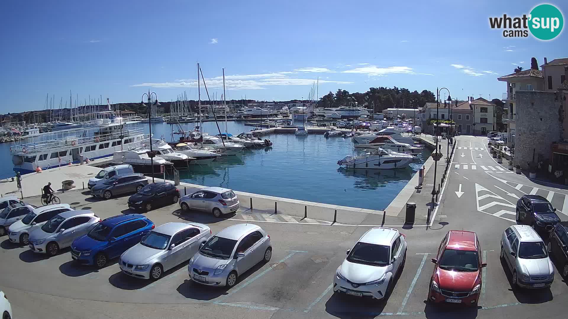 Novigrad | Porporela marina